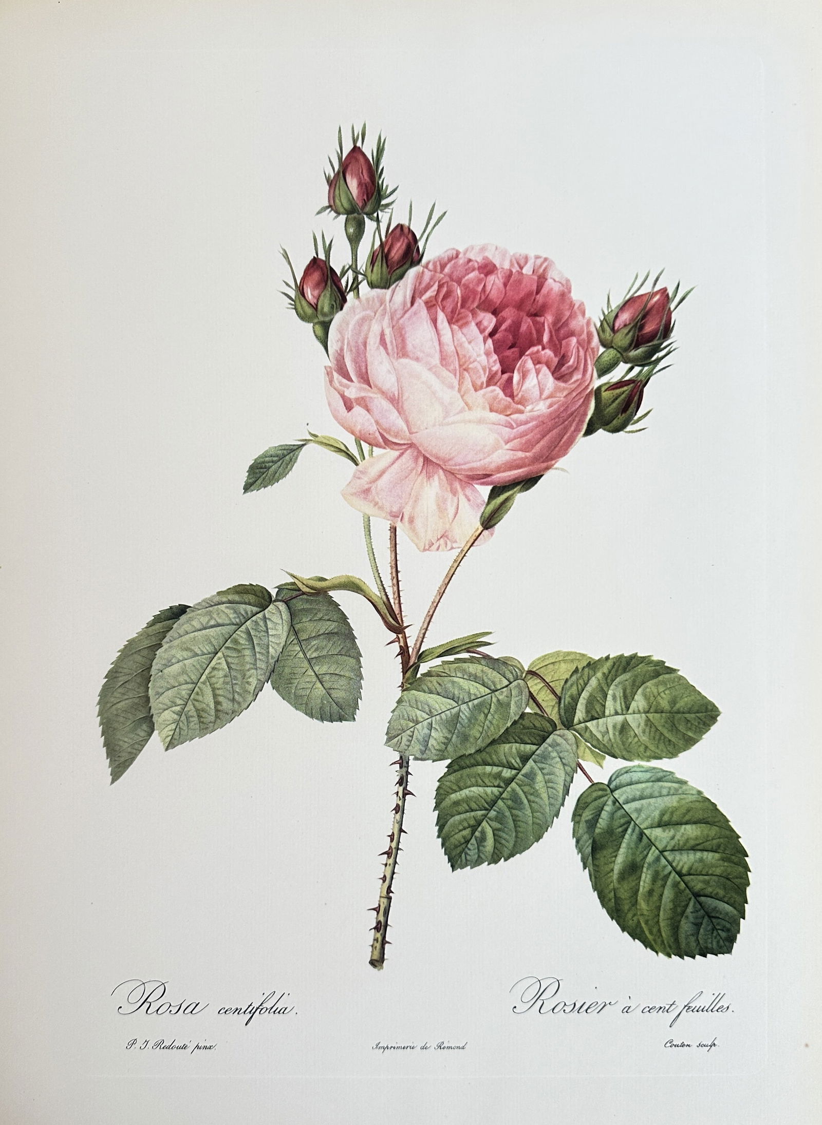 after Pierre-Joseph Redouté – The Centifolia Rose – offset lithograph (1 of 3)
