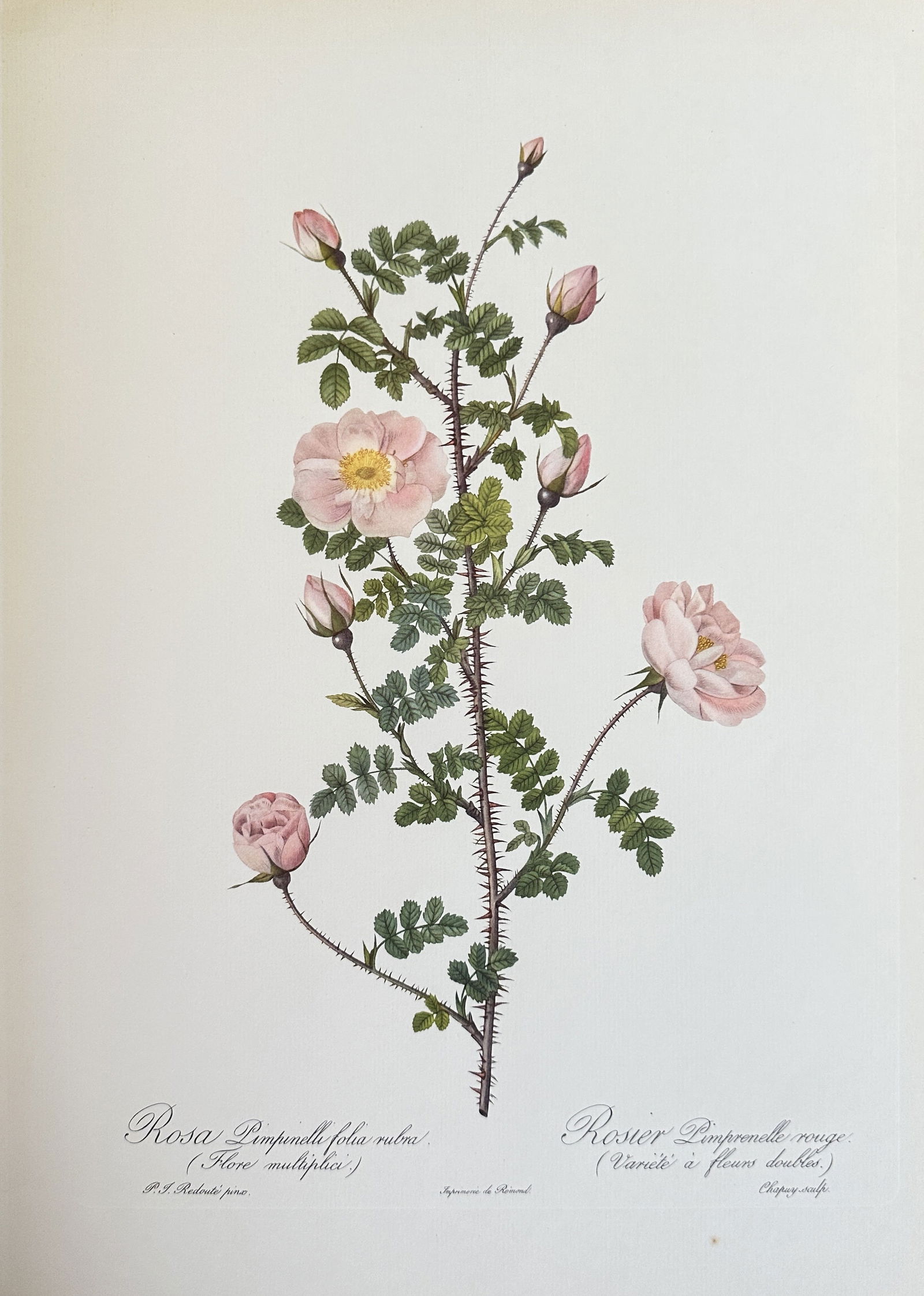 after Pierre-Joseph Redouté – The Double Scotch Rose – offset lithograph (1 of 3)