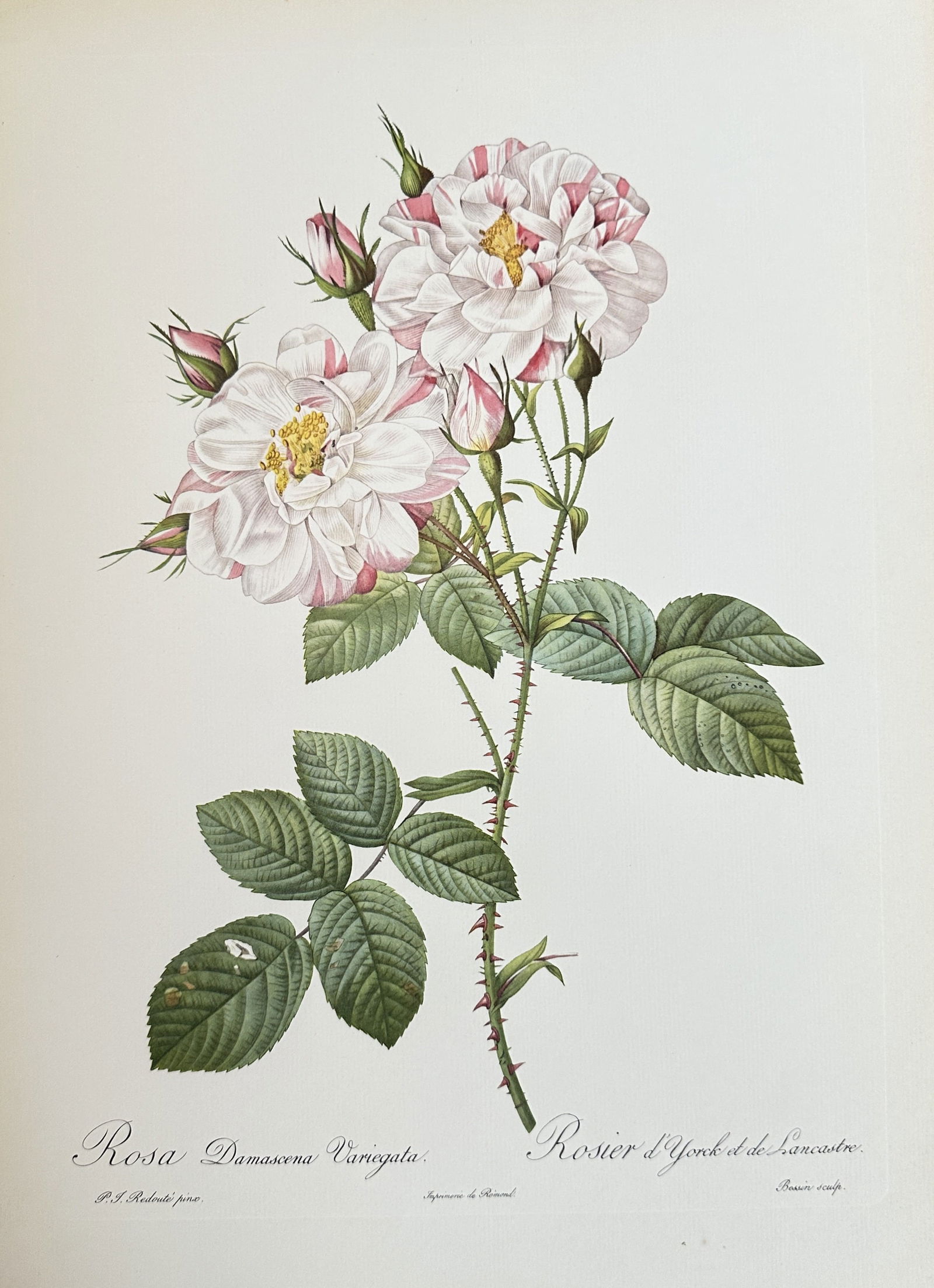 after Pierre-Joseph Redouté – The York and Lancaster Rose – offset lithograph (1 of 3)