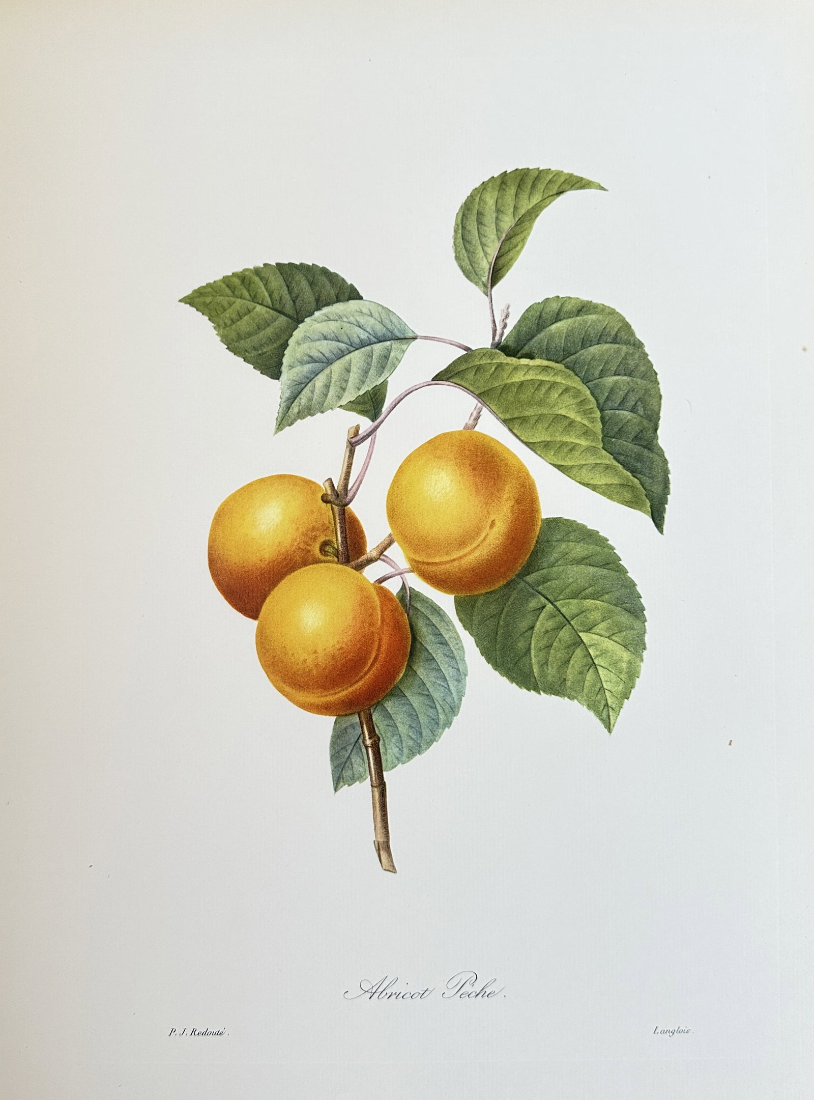 after Pierre-Joseph Redouté – The Peach Apricot – offset lithograph: Published in 1954, copyright by The Ariel Press, London W.1, printed in Germany by K. G. Lohse, Frankfurt am Main.This stipple engraving, printed in colour and finished by hand, presents a luscious br