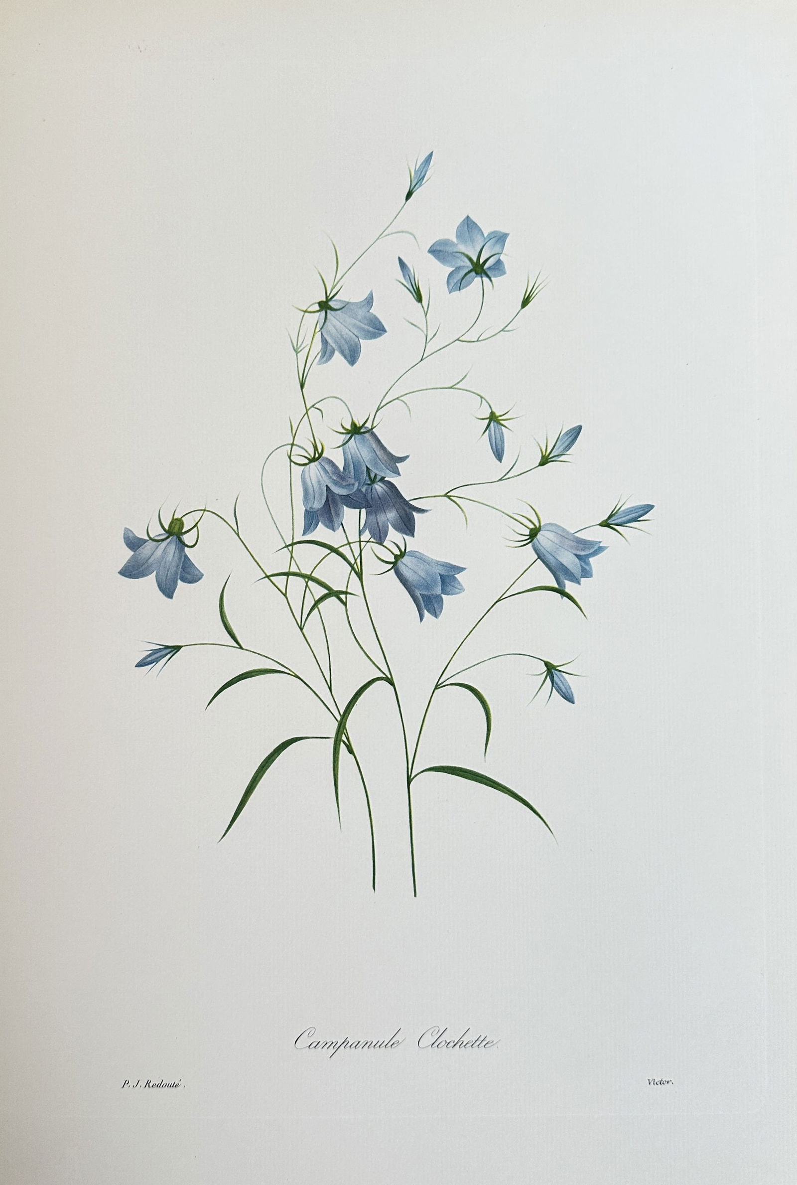 after Pierre-Joseph Redouté  – The Bellflower – offset lithograph (1 of 3)