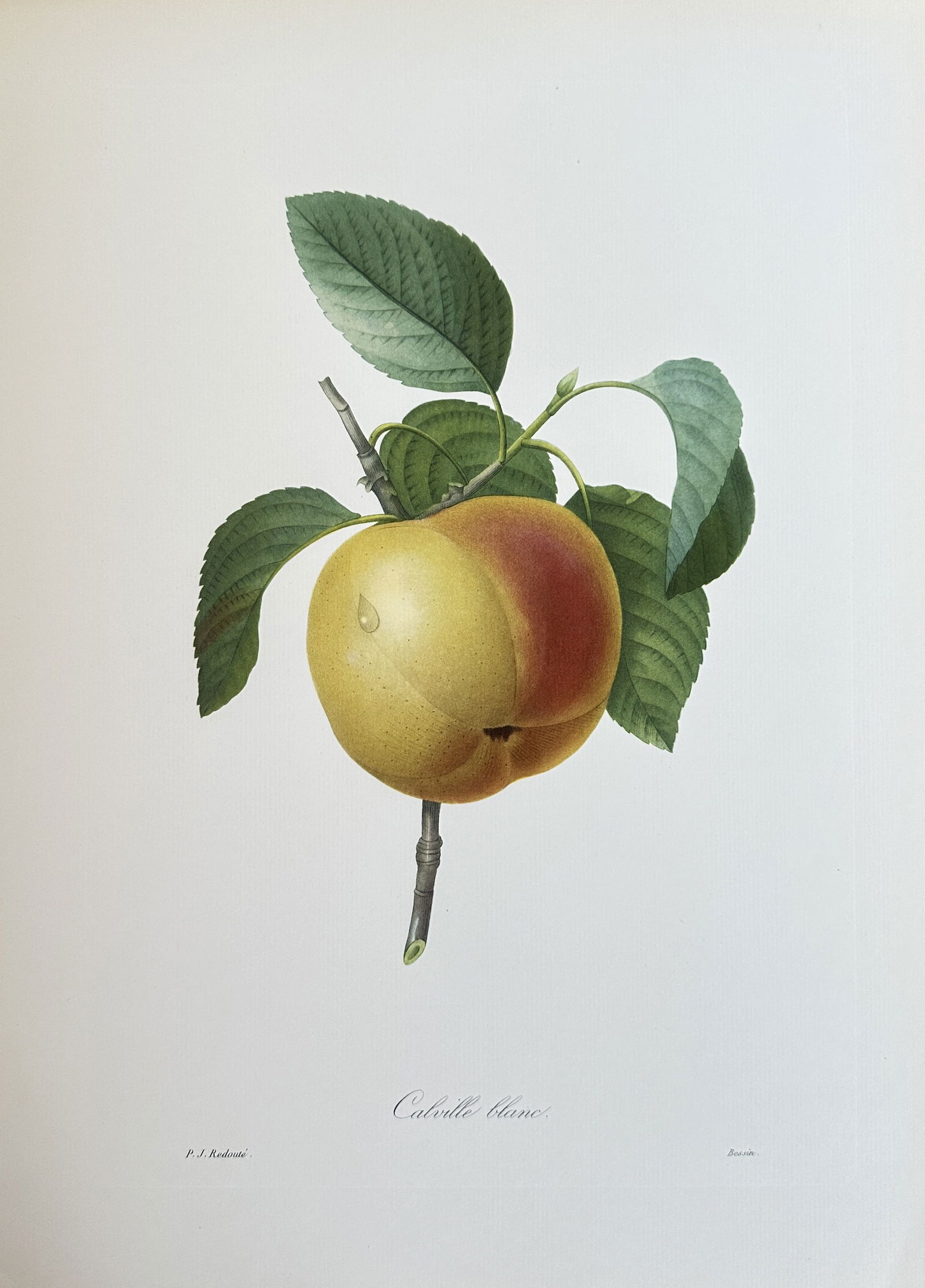 after Pierre-Joseph Redouté – The White Calville Apple – offset lithograph (1 of 3)