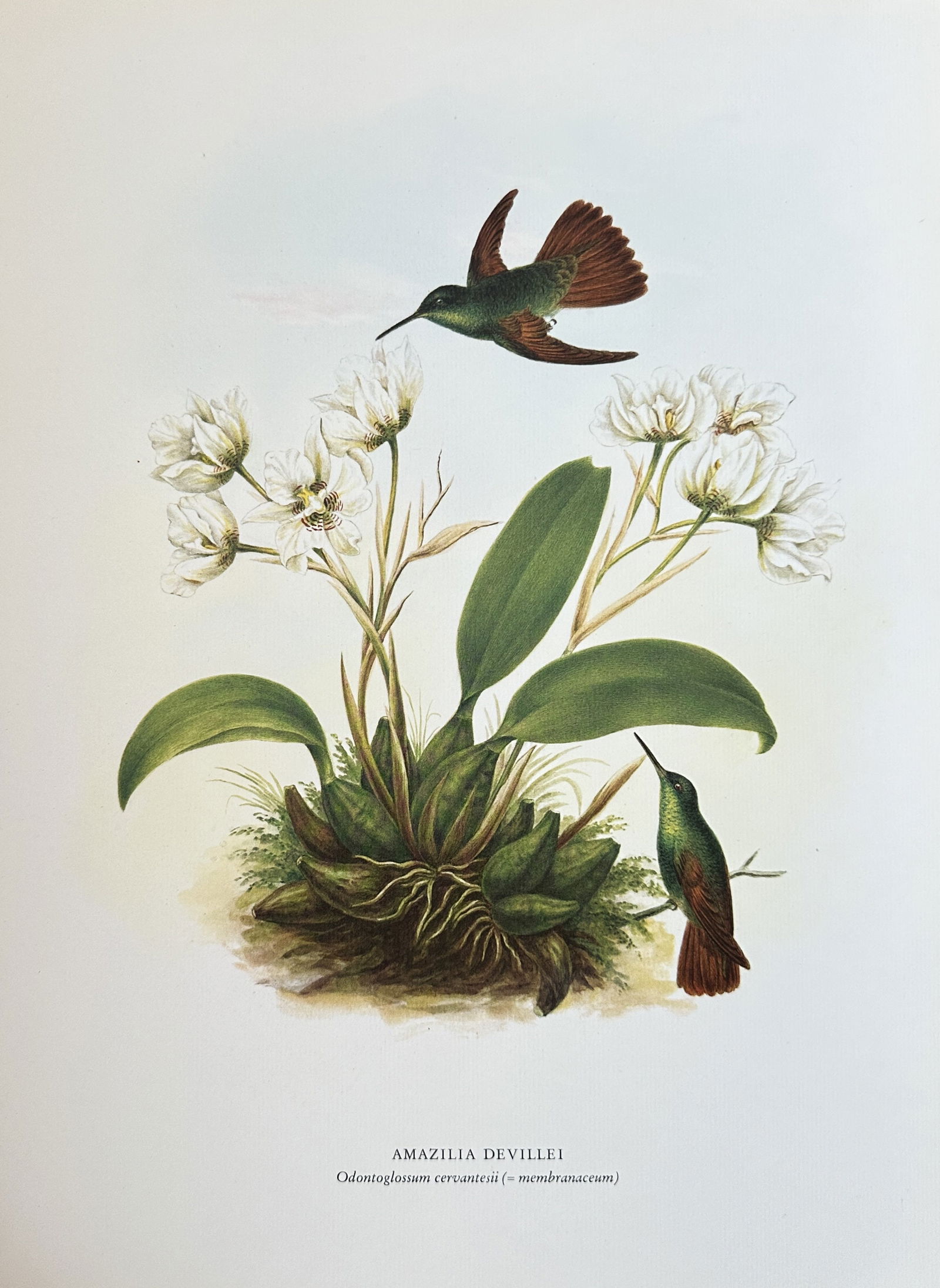 Rafael Montes de Oca (c. 1837-1878) – The Deville's Hummingbird and Cervantes' Orchid (1 of 3)
