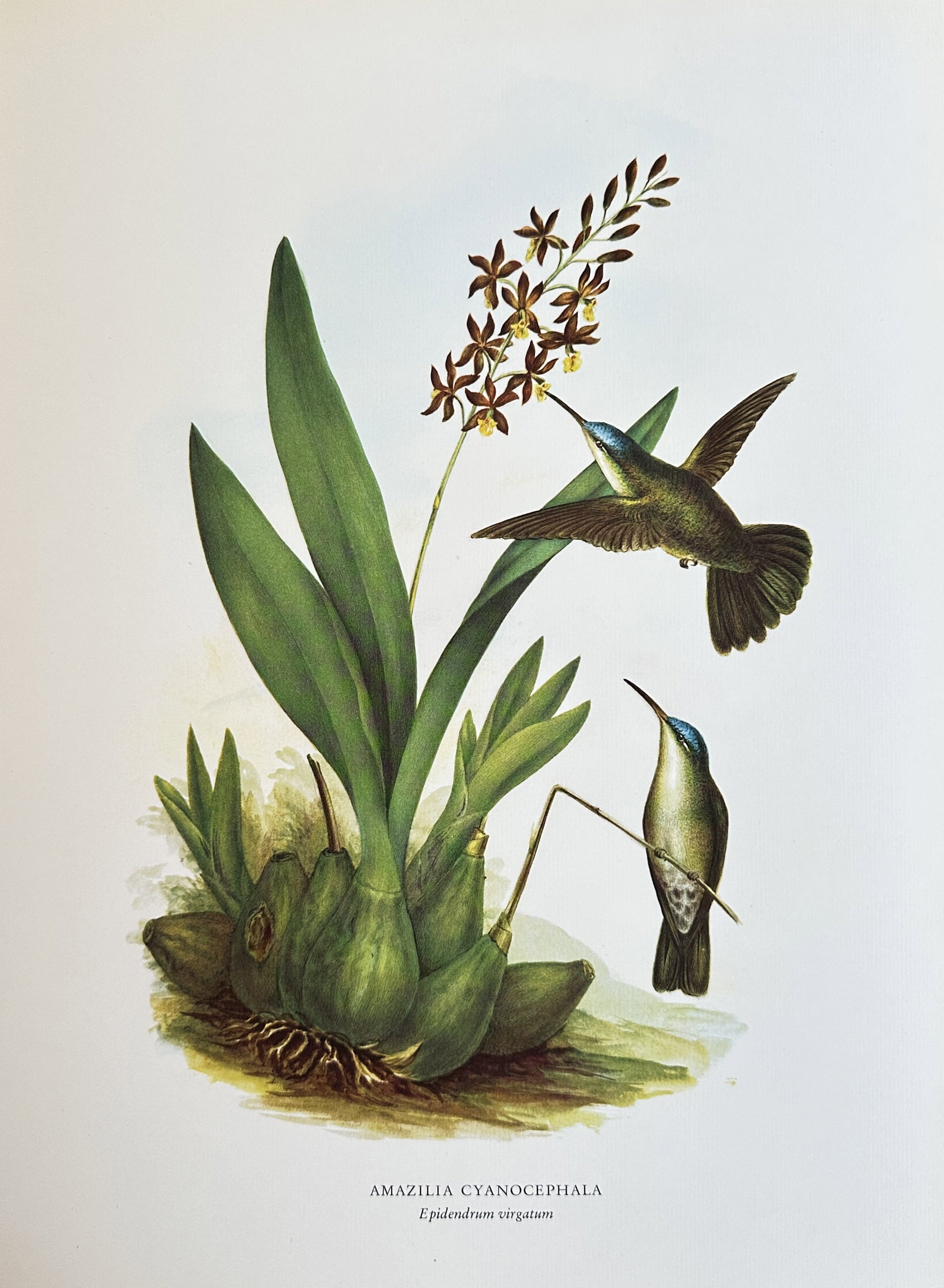 Rafael Montes de Oca (c. 1837-1878) – The Azure-Crowned Hummingbird and Wand Orchid –: This chromolithograph depicts the Azure-crowned Hummingbird (Amazilia cyanocephala) with the Wand Orchid (Epidendrum virgatum). The composition shows one hummingbird in flight, feeding from the orchid