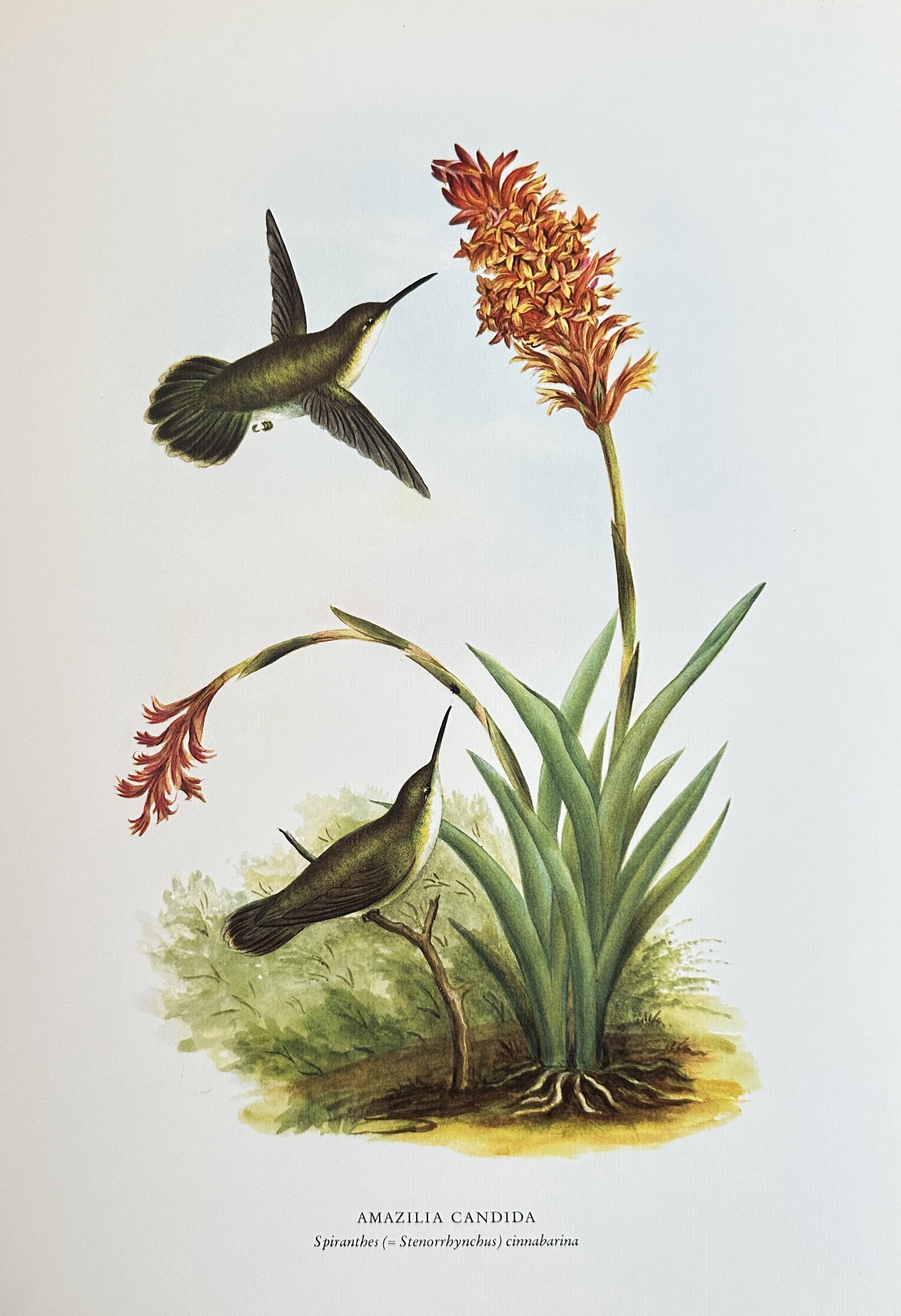 Rafael Montes de Oca (c. 1837-1878) – The White-Bellied Emerald and Cinnabar Orchid –: This chromolithograph shows the White-bellied Emerald hummingbird (Amazilia candida) with the Cinnabar Lady's Tresses orchid (Spiranthes cinnabarina). The composition captures one hummingbird hovering