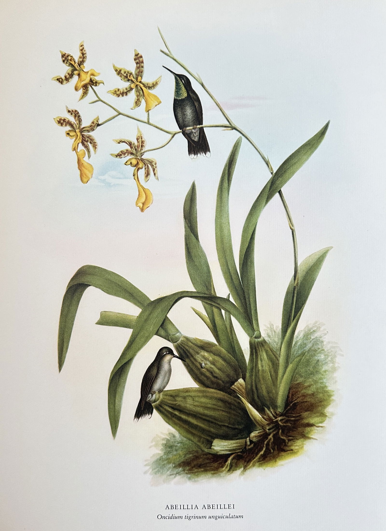 Rafael Montes de Oca (c. 1837-1878) – The Emerald-Chinned Hummingbird and Tiger Orchid (1 of 3)