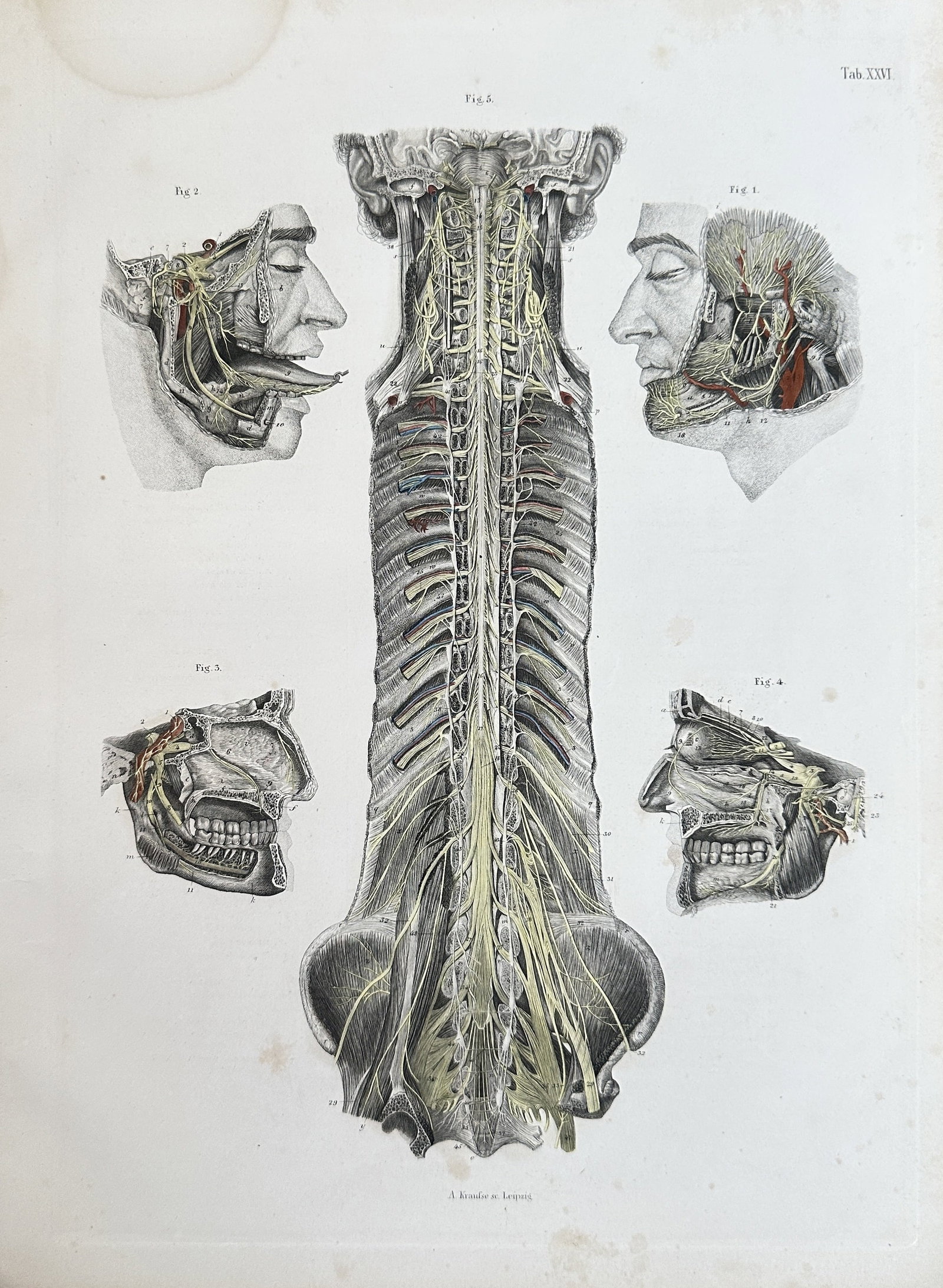 Carl Ernest Bock – Anatomical Study of the Spinal and Cranial Nerves – Hand-Coloured: This detailed anatomical engraving, titled Anatomical Study of the Nervous System, is from the publication Handbuch der Anatomie des Menschen (Handbook of Human Anatomy) by Carl Ernest Bock, published