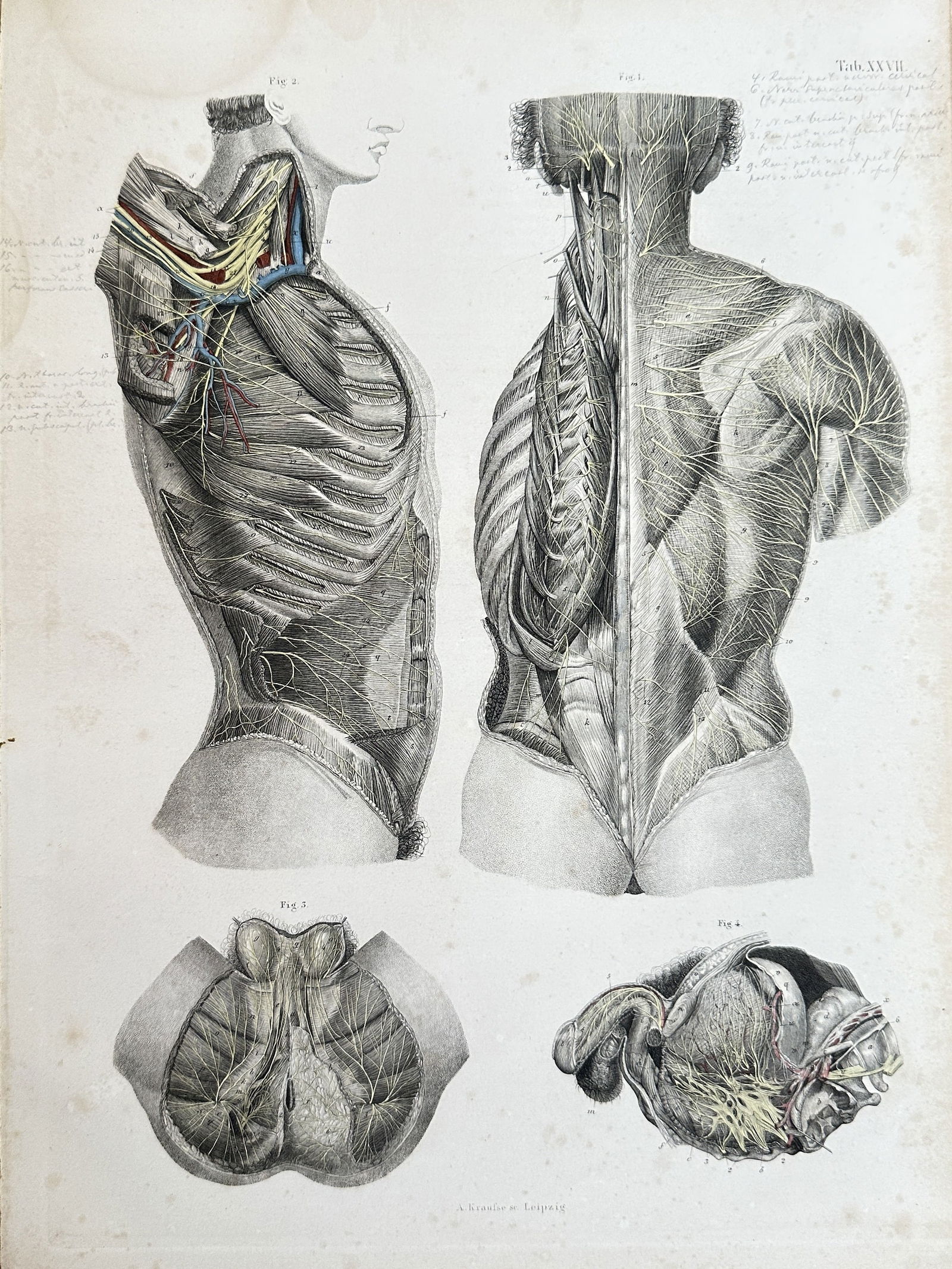 Carl Ernest Boc – Anatomical Study of the Torso and Pelvis – Hand-Coloured Engraving (1 of 3)