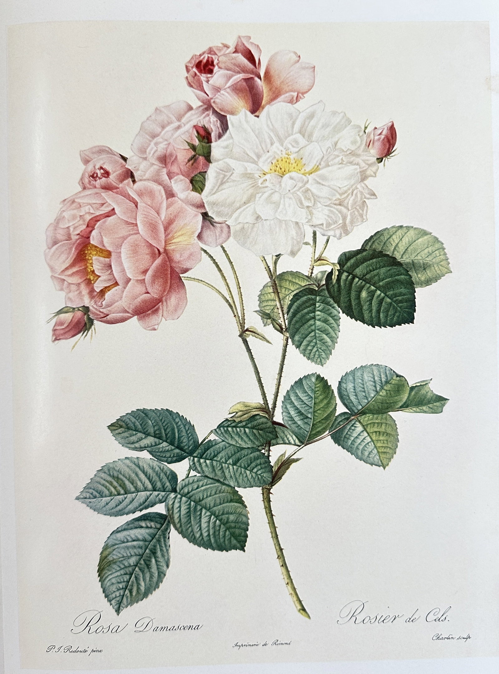 after Pierre-Joseph Redouté – The Damask Rose, Cels Multiflora – offset lithograph: Published in 1954, copyright by The Ariel Press, London W.1, printed in Germany by K. G. Lohse, Frankfurt am Main.This offset lithograph, illustrates the 'Rosa Damascena', specifically the Cels Multif