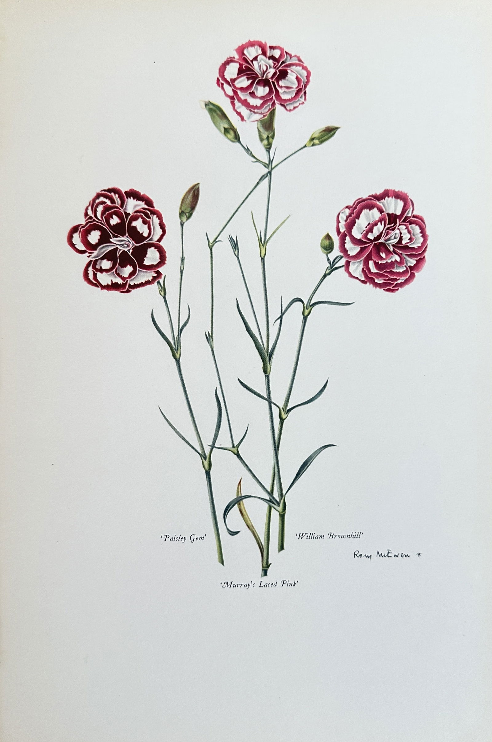 Rory McEwen (1932–1982) – Studies of Laced Pinks – Colour Plate (1955) (1 of 3)