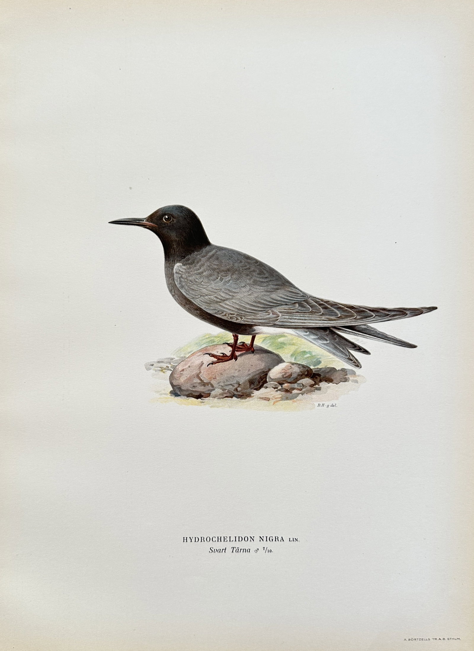 Magnus von Wright (1805-1868) – Hydrochelidon Nigra (Black Tern) – Chromolithograph (1828-1838) (1 of 2)