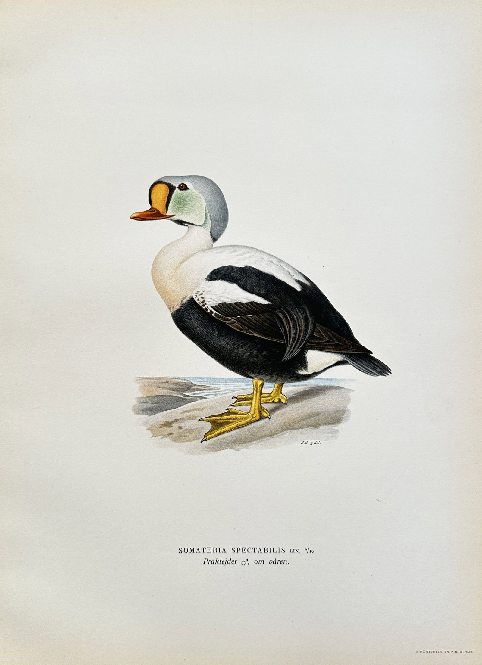 Magnus von Wright (1805-1868) – Somateria Spectabilis (King Eider) – Chromolithograph (1 of 2)
