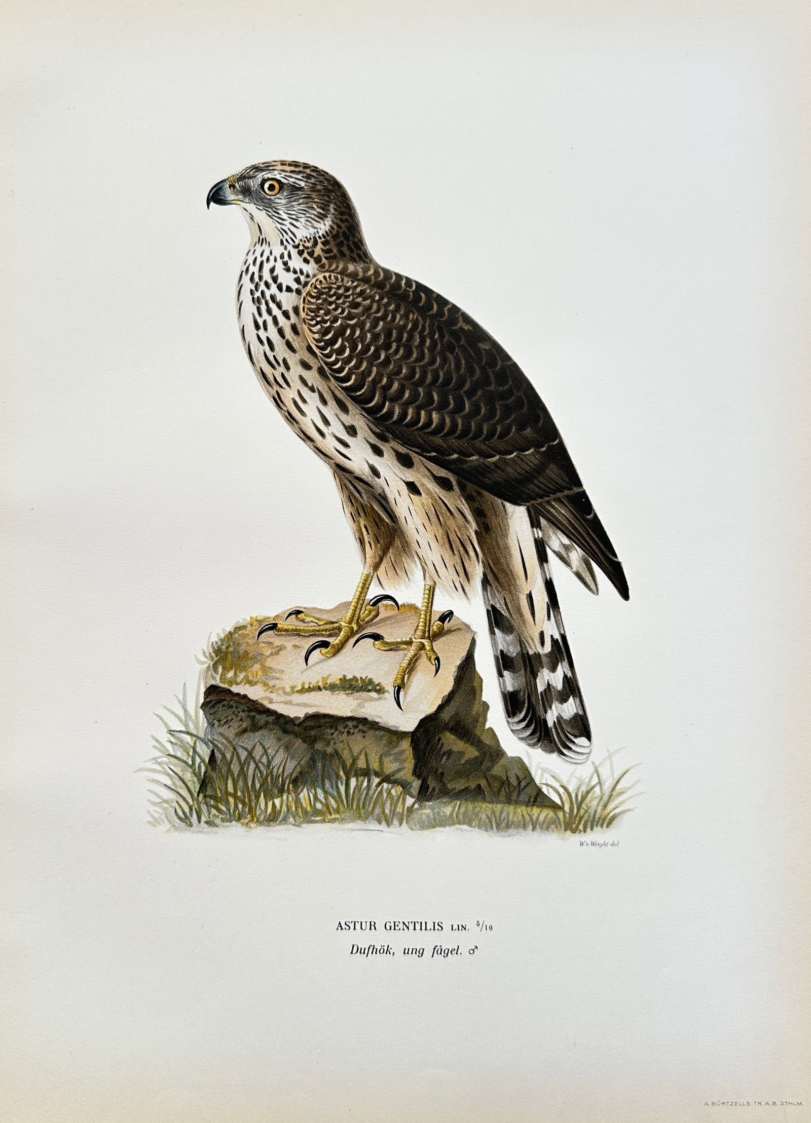 Magnus von Wright (1805-1868) – Astur Gentilis (Northern Goshawk) – Chromolithograph (1828-1838) (1 of 2)