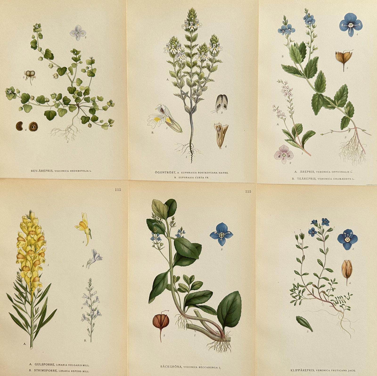Carl Axel Magnus Lindman (1856-1928) – Set of 6: Ivy-leaved Speedwell and Eyebright: This is a set of six botanical illustrations from the publication 'Bilder ur Nordens Flora'. The prints depict a variety of European plants, including Ivy-leaved Speedwell, Eyebright, Common Speedwell