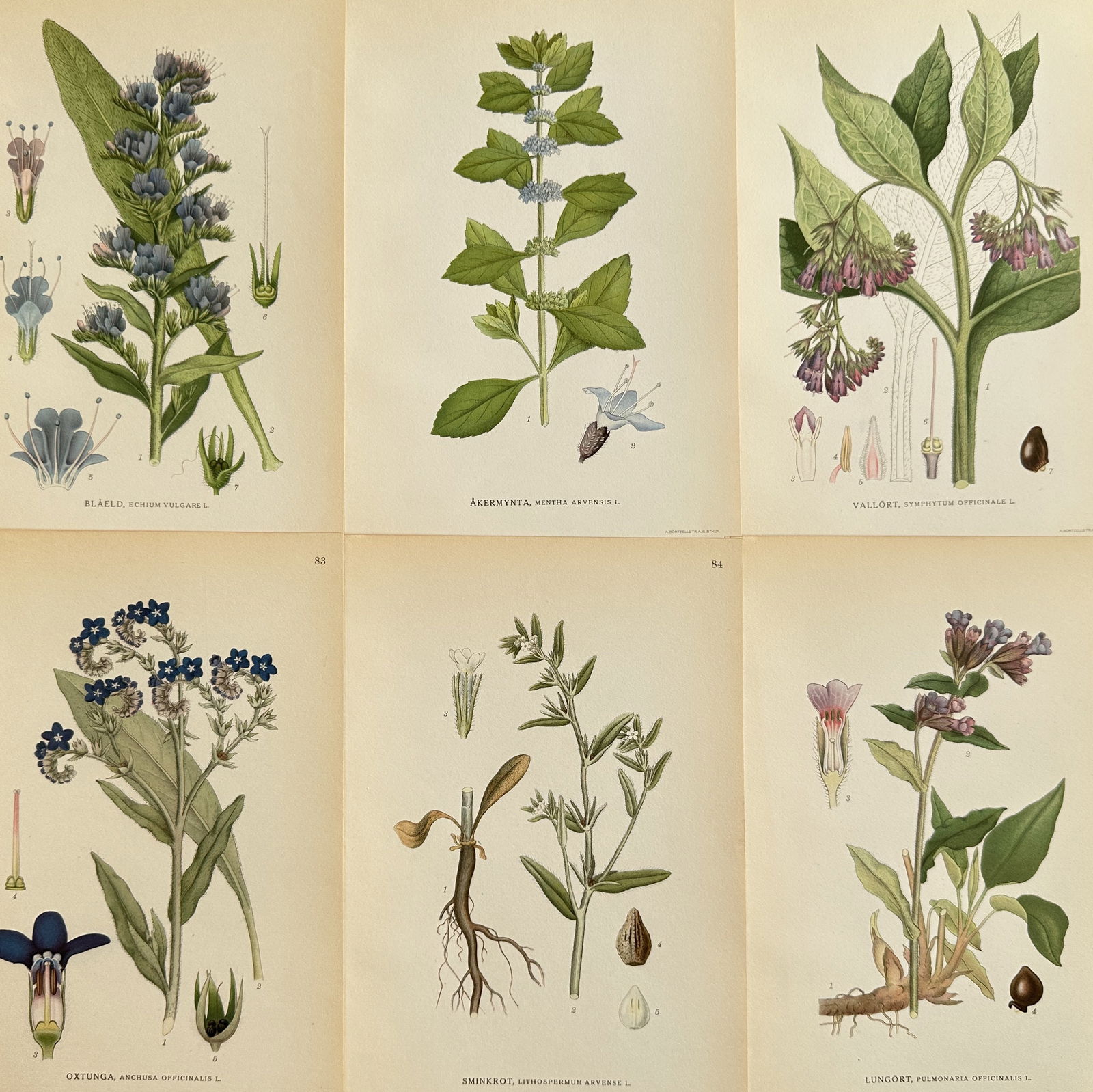 Carl Axel Magnus Lindman (1856-1928) – Set of 6: Viper's Bugloss and Corn Mint (1 of 2)
