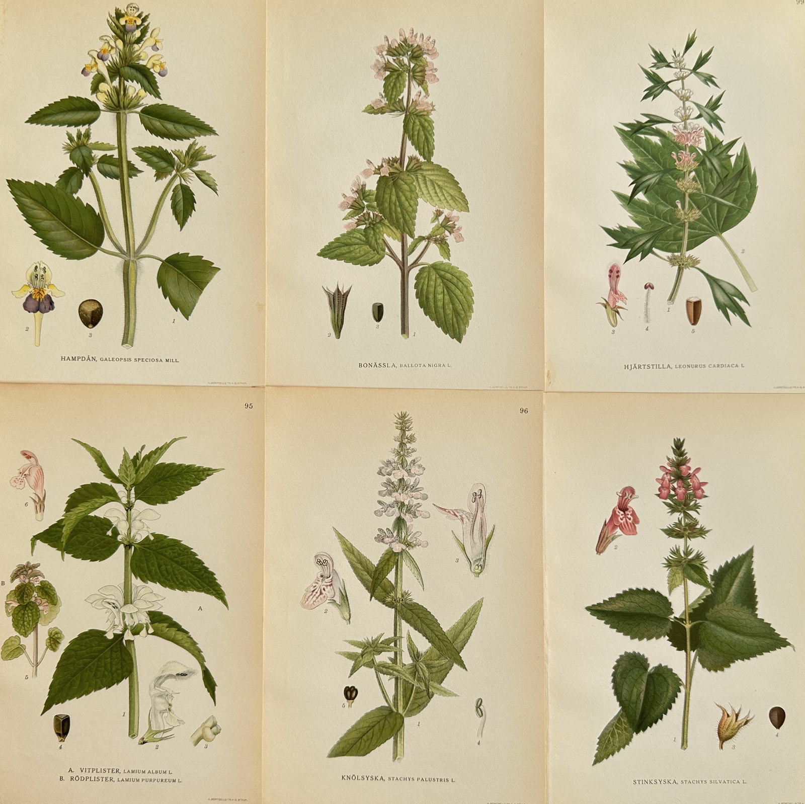 Carl Axel Magnus Lindman (1856-1928)–Set of 6: Large-flowered Hemp-nettle and Horehound: This is a set of six botanical illustrations from the publication 'Bilder ur Nordens Flora'. The prints depict a variety of European plants, including Large-flowered Hemp-nettle, Black Horehound, Moth