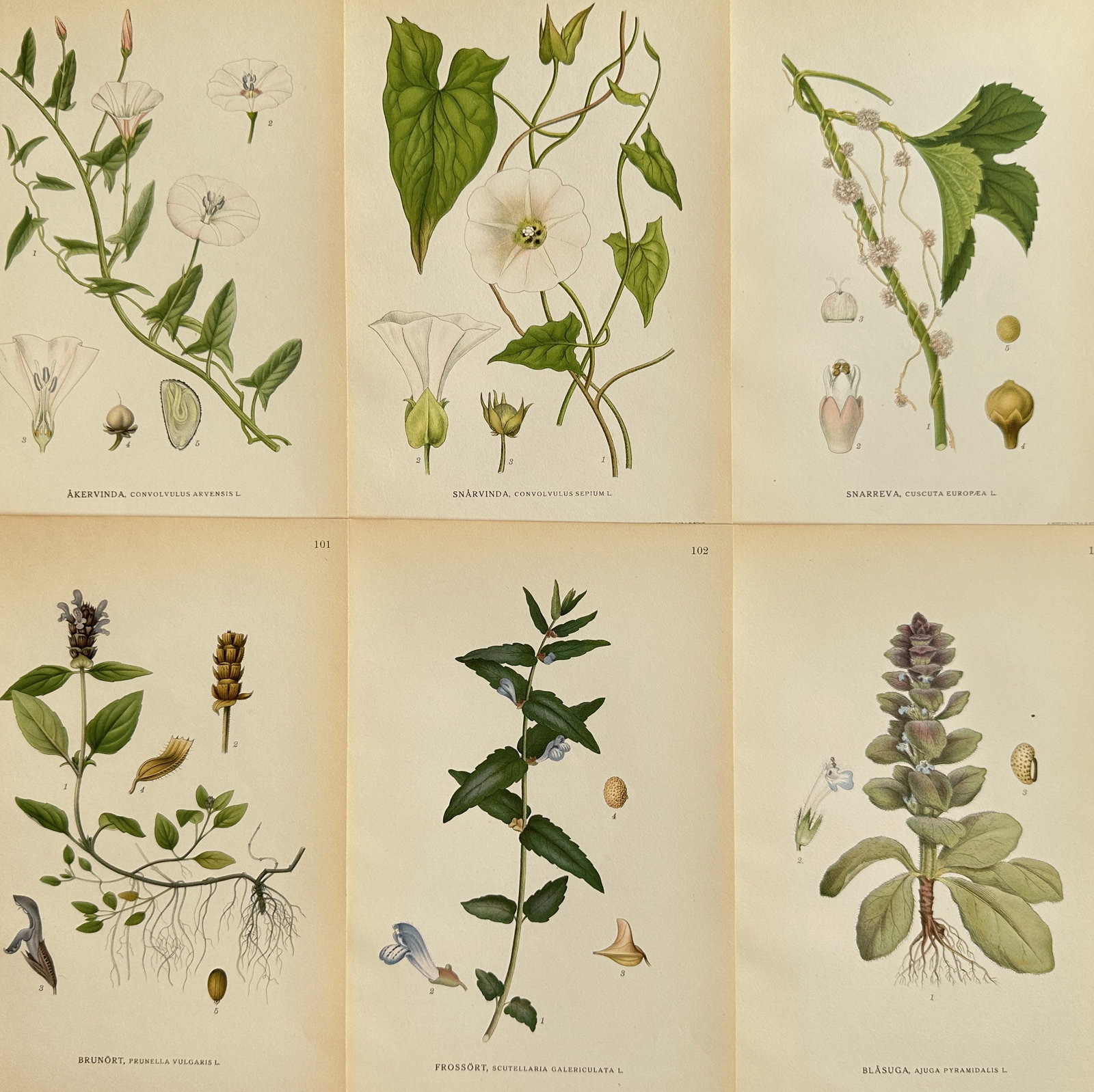 Carl Axel Magnus Lindman (1856-1928) – Set of 6: Field Bindweed and Hedge Bindweed: This is a set of six botanical illustrations from the publication 'Bilder ur Nordens Flora'. The prints depict a variety of European plants, including Field Bindweed, Hedge Bindweed, European Dodder, 