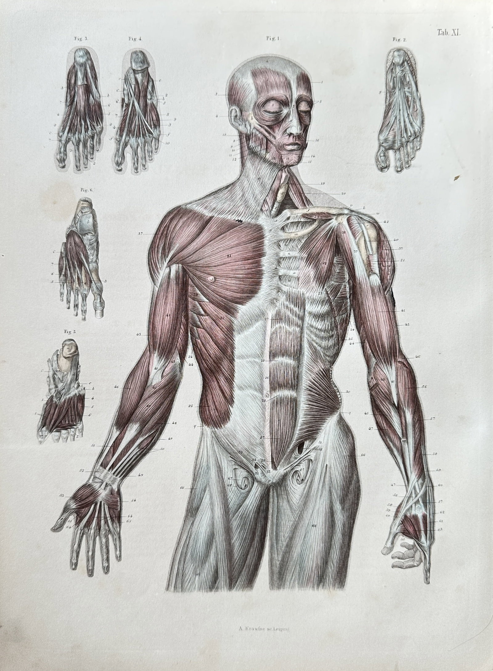 August Krausse (1803–1896) – Anatomy of the Human Muscular System – Hand-coloured engraving (1 of 3)
