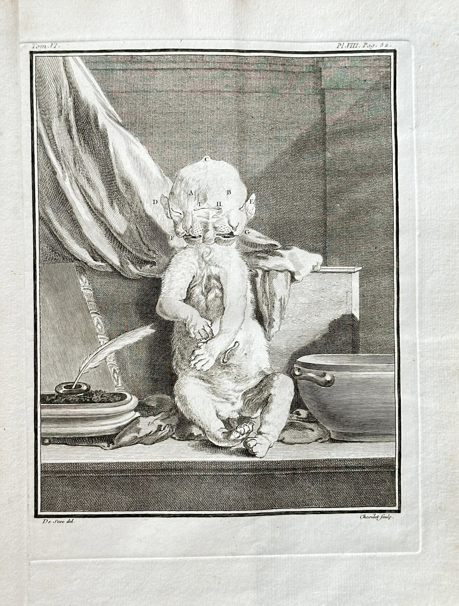 Georges Louis Leclerc, Comte de Buffon and De Sève – Gibbon – Engraving (1766): This engraving is a scientific illustration from Georges Louis Leclerc, Comte de Buffon’s monumental work, Histoire Naturelle, générale et particulière. The plate depicts a gibbon, shown in a nat