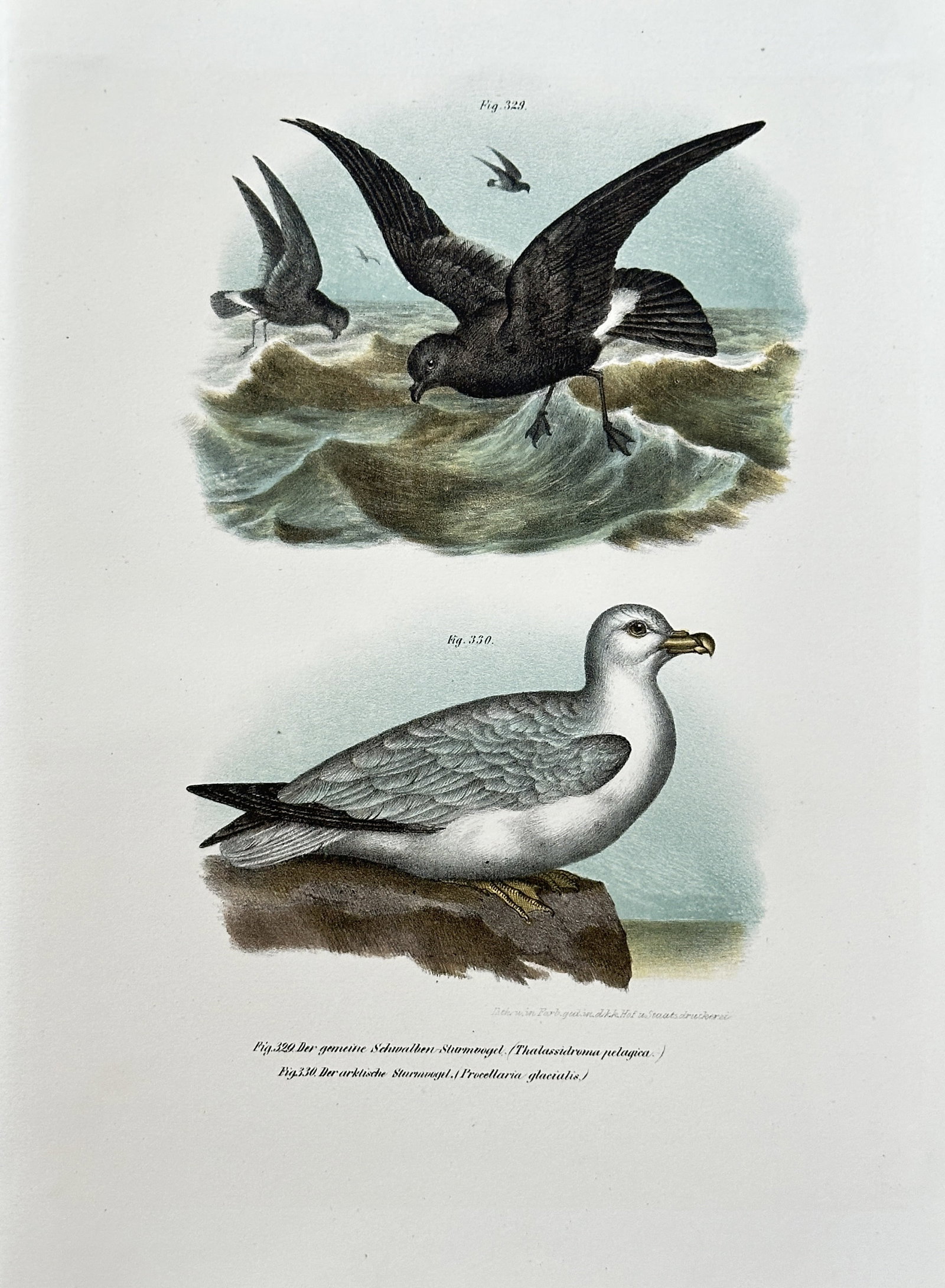 Leopold Joseph Fitzinger (1802–1884) – Petrel and Fulmar – Hand-coloured lithograph (c. (1 of 3)