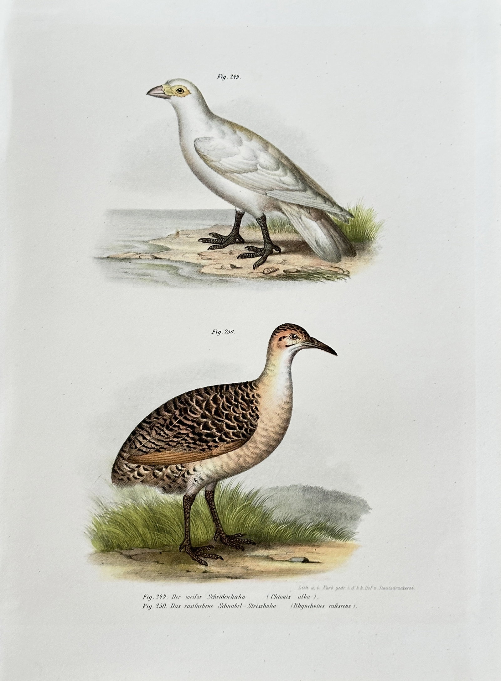 Leopold Joseph Fitzinger (1802–1884) – Snowy Sheathbill and Greater Painted-snipe – (1 of 3)