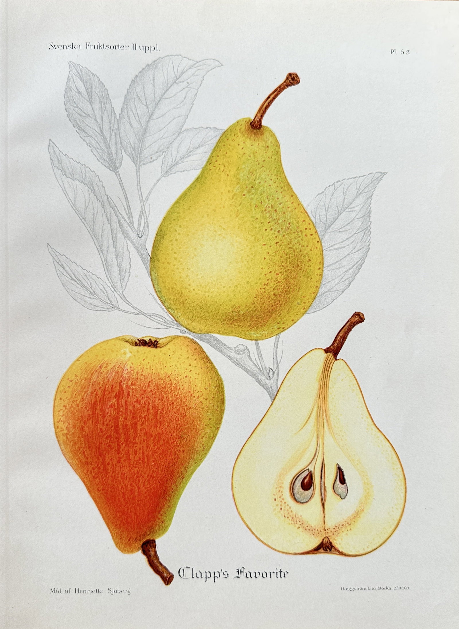 Henriette Sjoberg  (1842–1915) – Clapp's Favorite – Hand-coloured lithograph (1888) (1 of 3)