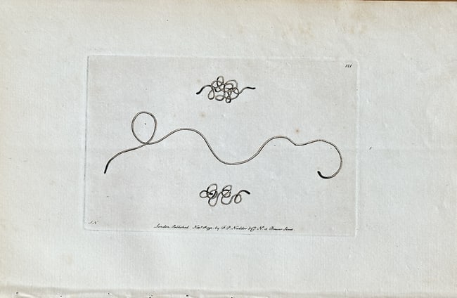 Frederick Polydore Nodder (c. 1759–1801) – Illustration of a Worm and Eggs – Engraving (1790): This engraving from the publication Shaw & Nodder's The Naturalist's Miscellany is a scientific illustration of an invertebrate. The plate depicts a worm-like creature and two clusters of its eggs, re