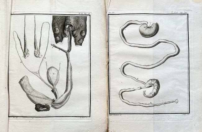 Georges-Louis Leclerc, Comte de Buffon (1707–1788) – Two Anatomical Plates – Engraving: This set of two engravings from Buffon's monumental publication Histoire Naturelle presents detailed anatomical plates. The works, from Volume VI of the series, depict the internal organs of an animal