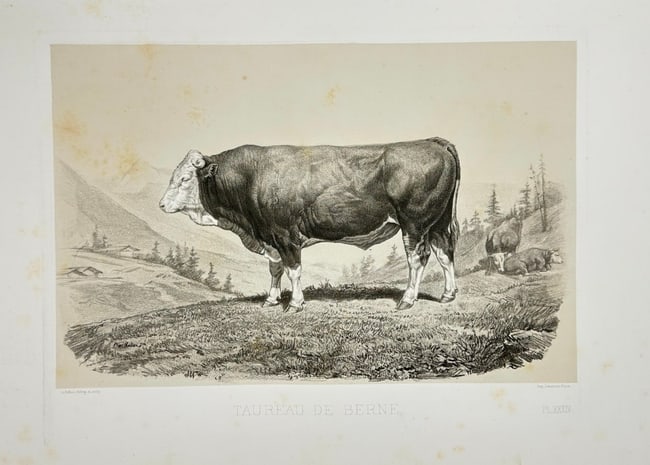 Emile Baudement – Taureau de Berne – Lithograph (Mid-19th Century) (1 of 2)