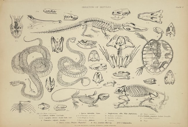 William MacKenzie – Skeletal Anatomy of Reptiles and Amphibians –Steel Engraving (1 of 3)