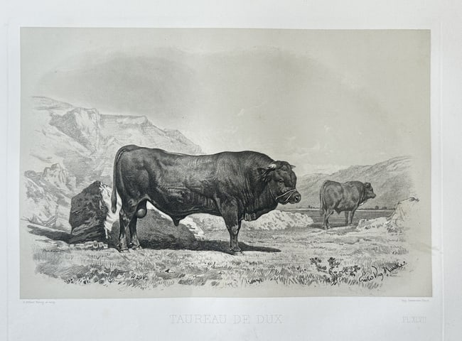 Émile Baudement (1819–1886) – Bull of Dix (Taureau de Dix) – Heliogravure Print: This rare heliogravure print, titled "TAUREAU DE DIX." (Bull of Dix), and finished with engraving and lithography—a mixed technique—originates from Émile Baudement’s Les Races bovines au Concou