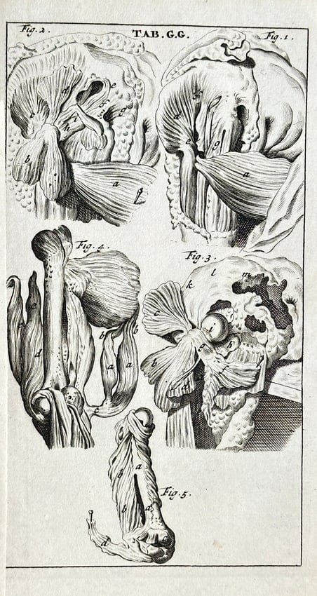 Steven Blankaart – Anatomical Study of the Human Hand and Wrist – Copper Engraving (1 of 3)