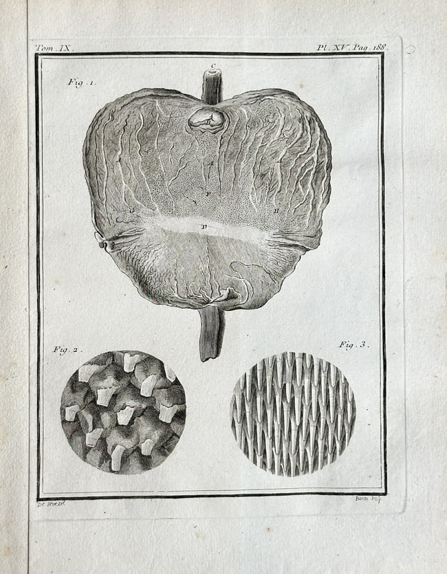 Jacques de Sève (fl. 1742–1788) – Anatomical Study of an Organ – Engraving 1761: This scientific engraving depicts a detailed anatomical study of an organ, showing a large view and two smaller detailed textures. The print is from the monumental French natural history work Histoire