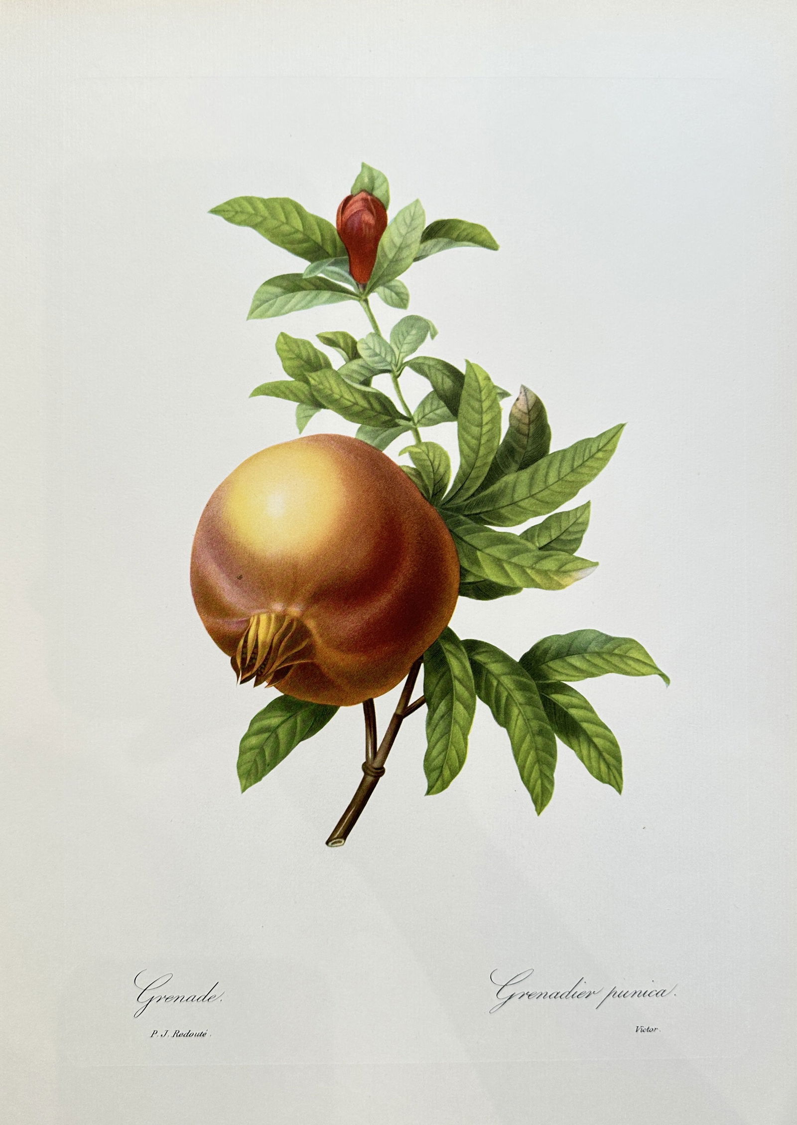 after Pierre-Joseph Redouté  – Pomegranate – offset lithograph  (1954) (1 of 3)