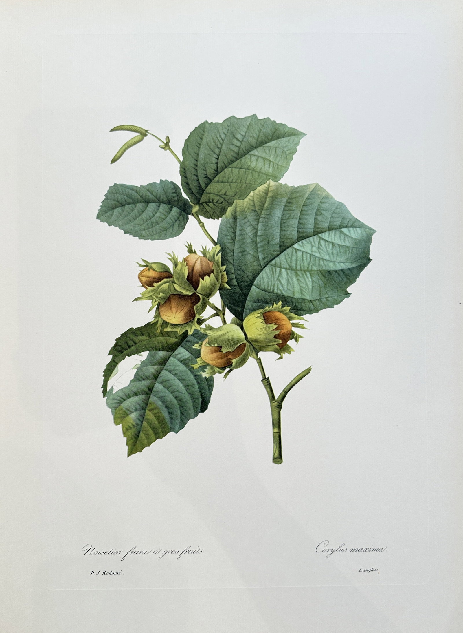 after Pierre-Joseph Redouté (1759-1840) – The Red Filbert Tree – offset lithograph(1954): Published in 1954, copyright by The Ariel Press, London W.1, printed in Germany by K. G. Lohse, Frankfurt am Main. Pierre-Joseph Redouté was a French painter and botanist from the Southern Netherland