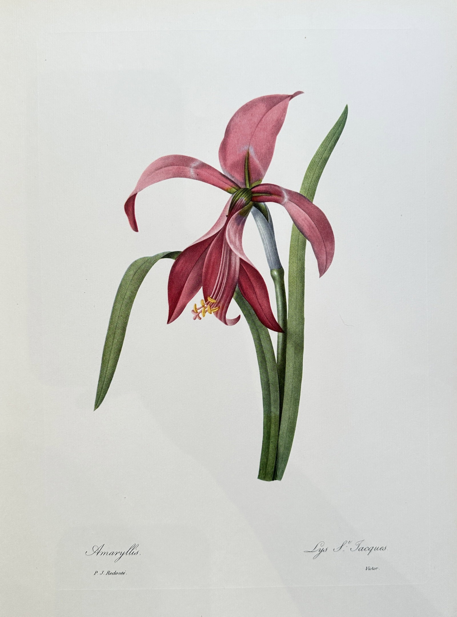 after Pierre-Joseph Redouté – Amaryllis (St. James's Lily) – offset lithograph(1954): Published in 1954, copyright by The Ariel Press, London W.1, printed in Germany by K. G. Lohse, Frankfurt am Main. Pierre-Joseph Redouté was a French painter and botanist from the Southern Netherland