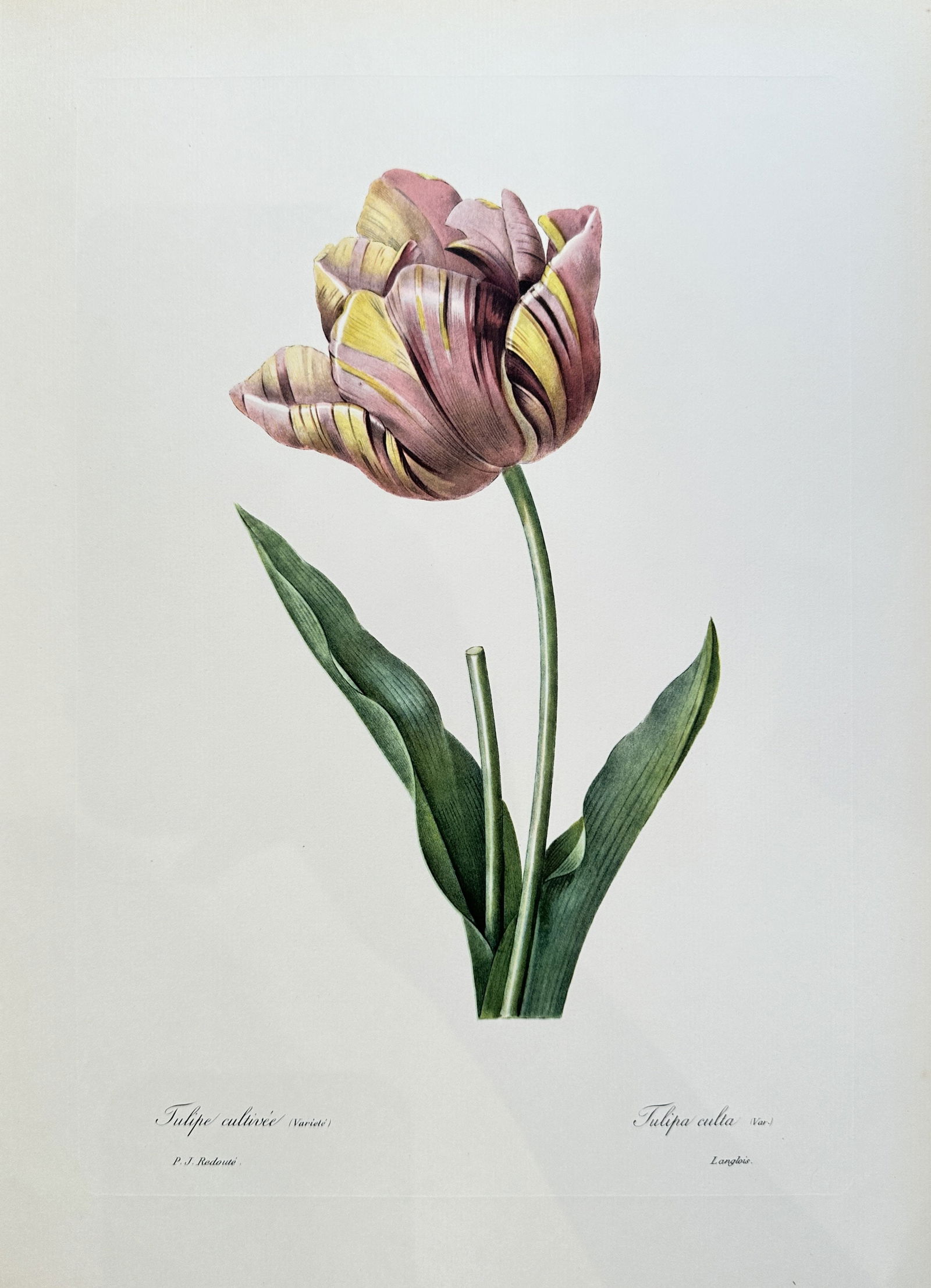 after Pierre-Joseph Redouté – Cultivated Tulip – offset lithograph (1954) (1 of 3)
