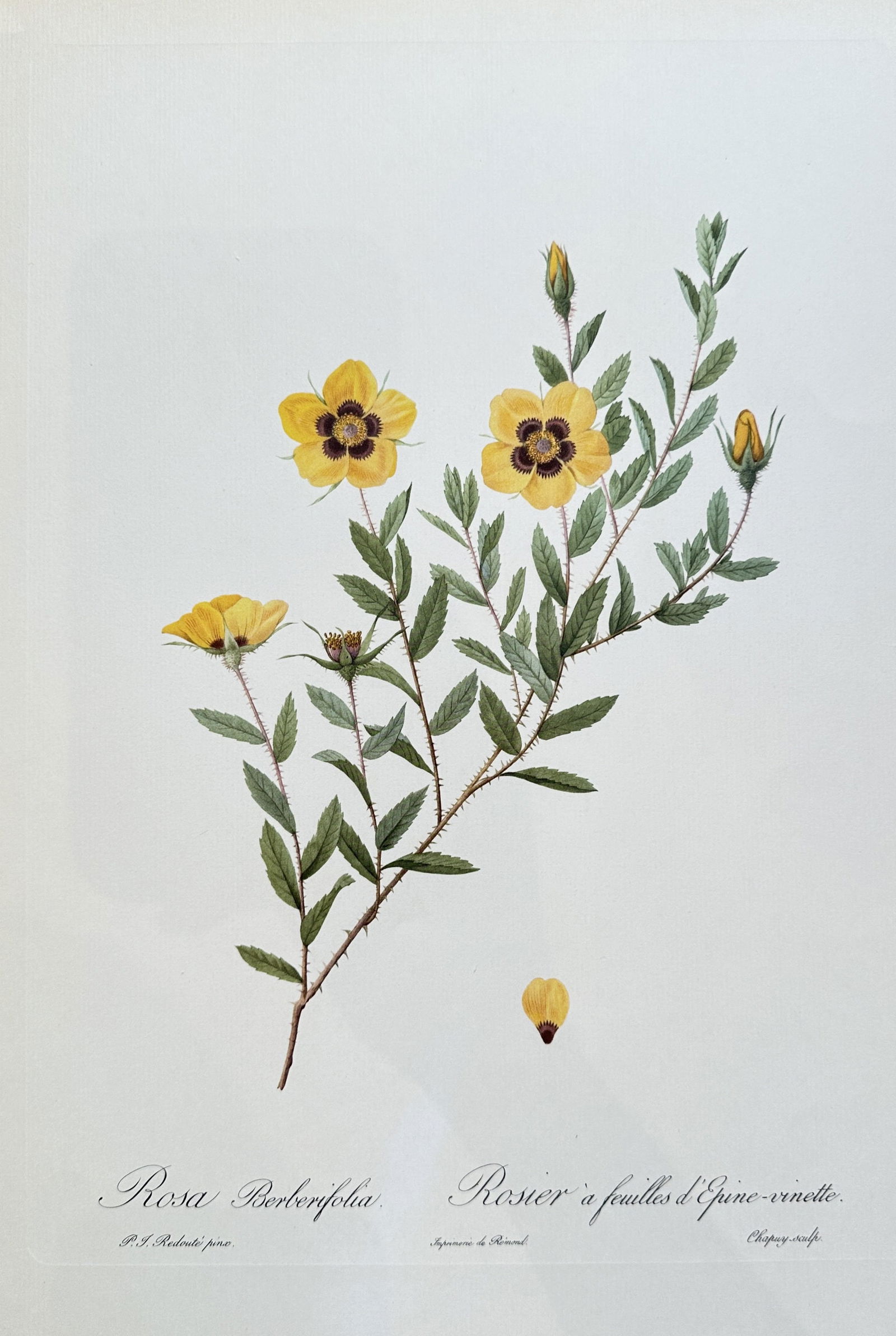 after Pierre-Joseph Redouté – Rosa Berbifolia (Rose with Barberry Leaves) – offset lithograph (1 of 3)