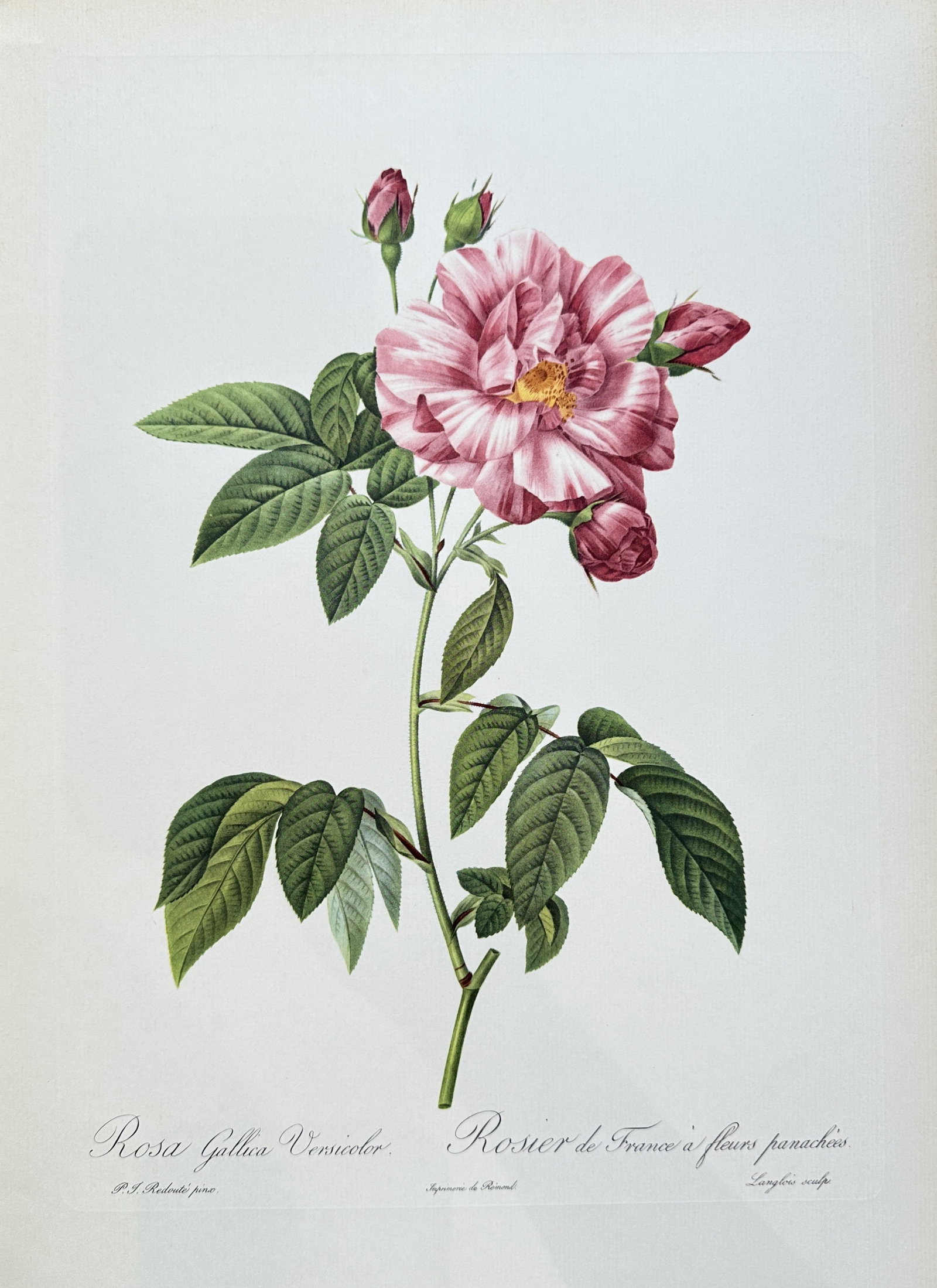 after Pierre-Joseph Redouté – Rosa Gallica Versicolor (Striped Rose) – offset lithograph(1954): Published in 1954, copyright by The Ariel Press, London W.1, printed in Germany by K. G. Lohse, Frankfurt am Main. Pierre-Joseph Redouté was a French painter and botanist from the Southern Netherland