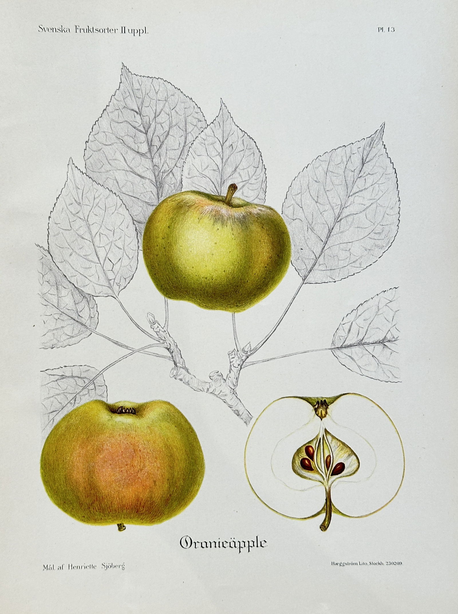 Henriette Sjoberg (1863-1949) – Orange Apple – Chromolithograph (c. 1895) (1 of 3)