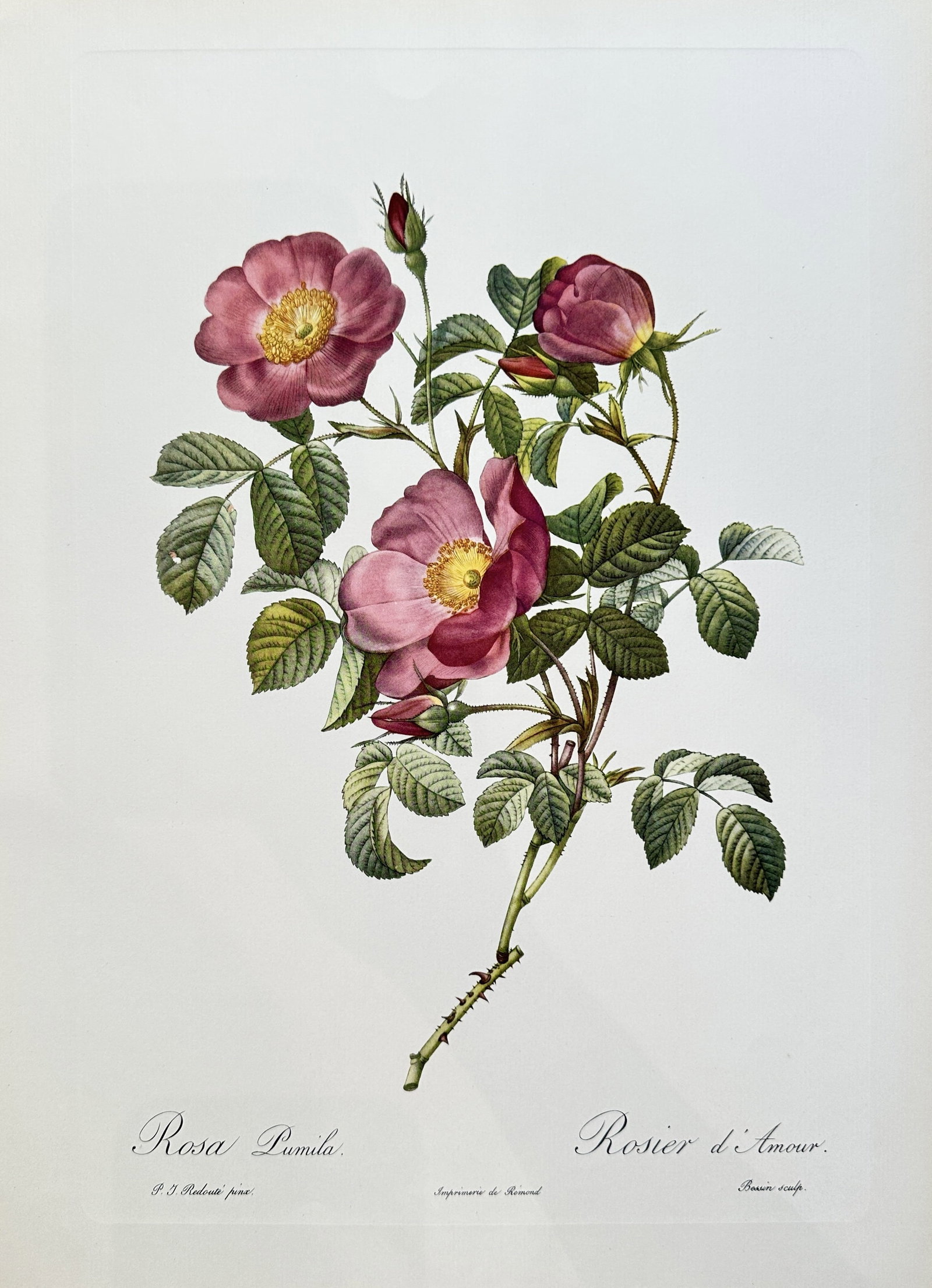 after Pierre-Joseph Redouté – Rosa Pumila (Love Rose) – offset lithograph(1954): Published in 1954, copyright by The Ariel Press, London W.1, printed in Germany by K. G. Lohse, Frankfurt am Main. Pierre-Joseph Redouté was a French painter and botanist from the Southern Netherland