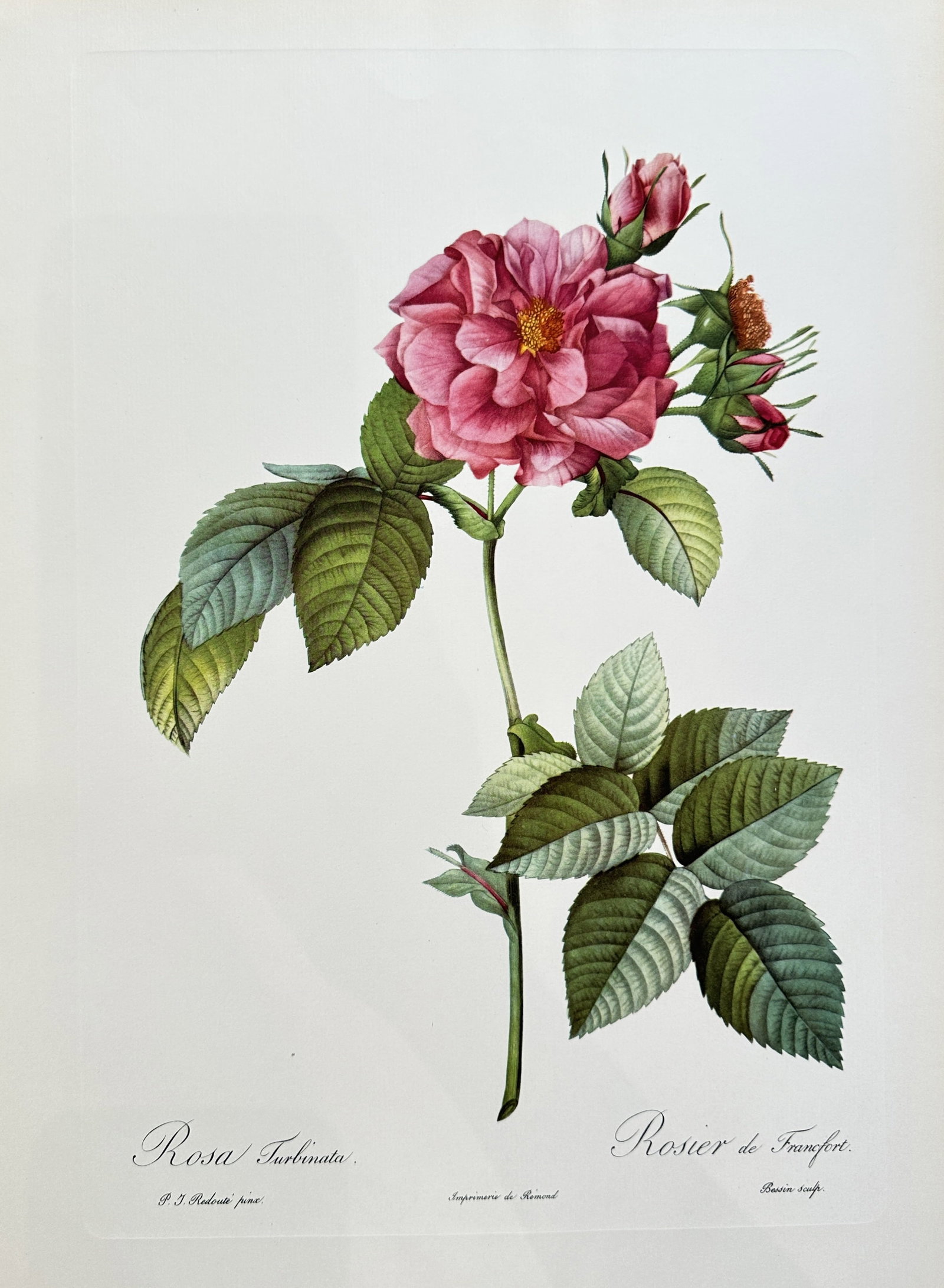 after Pierre-Joseph Redouté – Rosa Turbinata (Frankfort Rose) – offset lithograph(1954): Published in 1954, copyright by The Ariel Press, London W.1, printed in Germany by K. G. Lohse, Frankfurt am Main. Pierre-Joseph Redouté was a French painter and botanist from the Southern Netherland