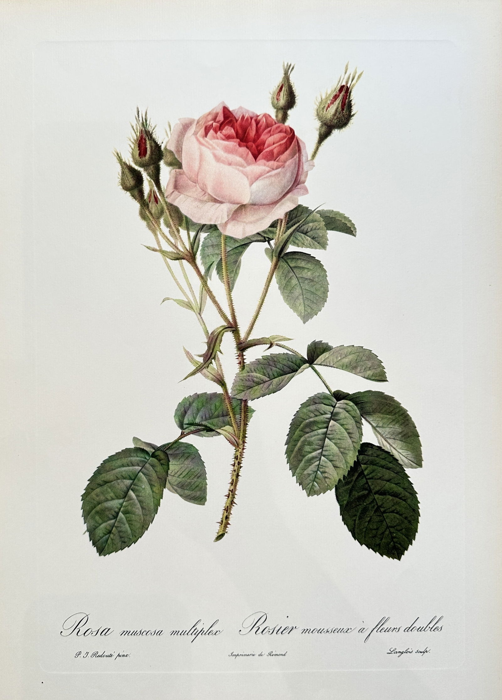after Pierre-Joseph Redouté – Rosa Muscosa Multiplex (Moss Rose) – offset lithograph (1954) (1 of 3)