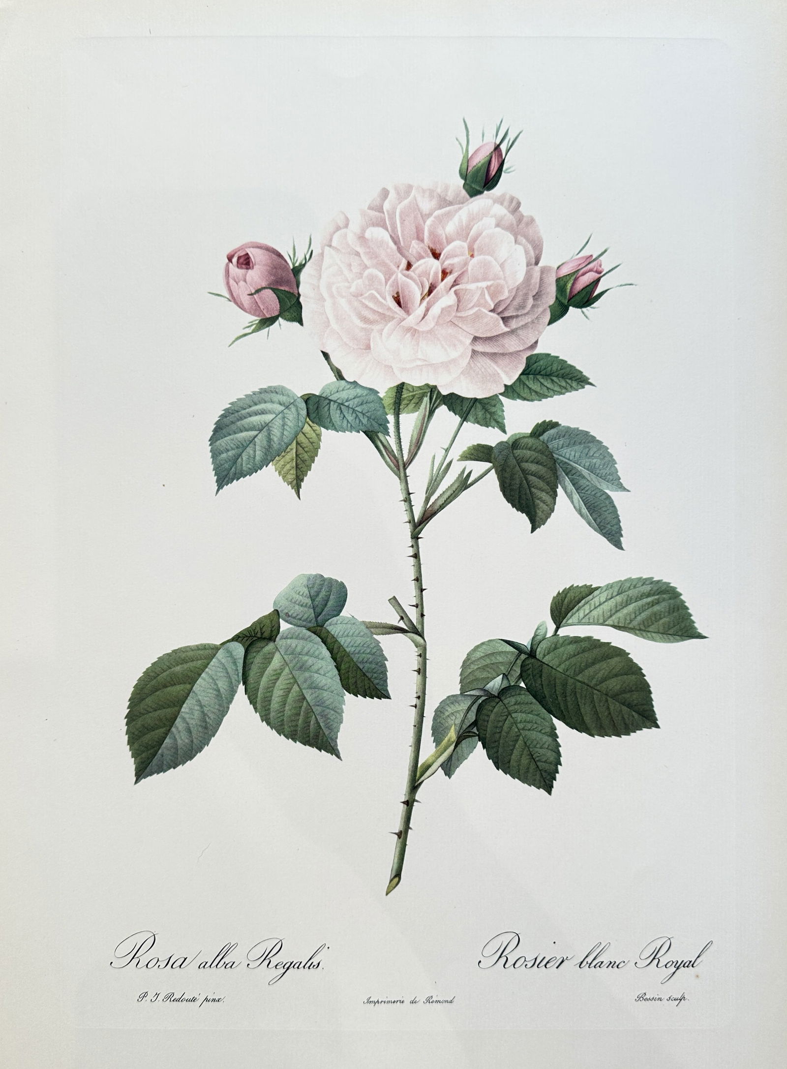 after Pierre-Joseph Redouté – Rosa Alba Regalis (Royal White Rose) – offset lithograph (1954) (1 of 3)