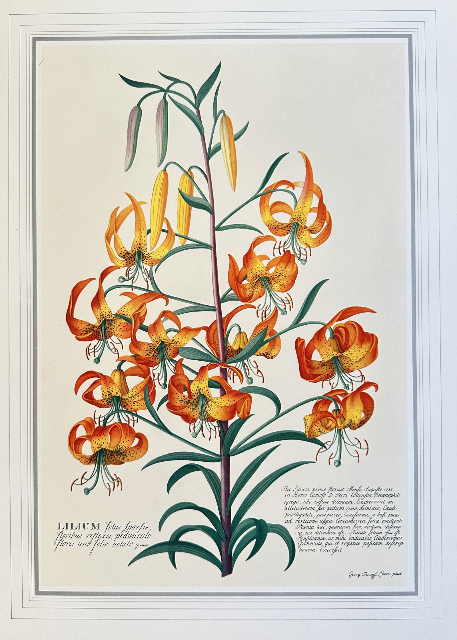 after Georg Dionysius Ehret (1708-1770) – Tiger Lily – offset lithograph (20th century) (1 of 3)