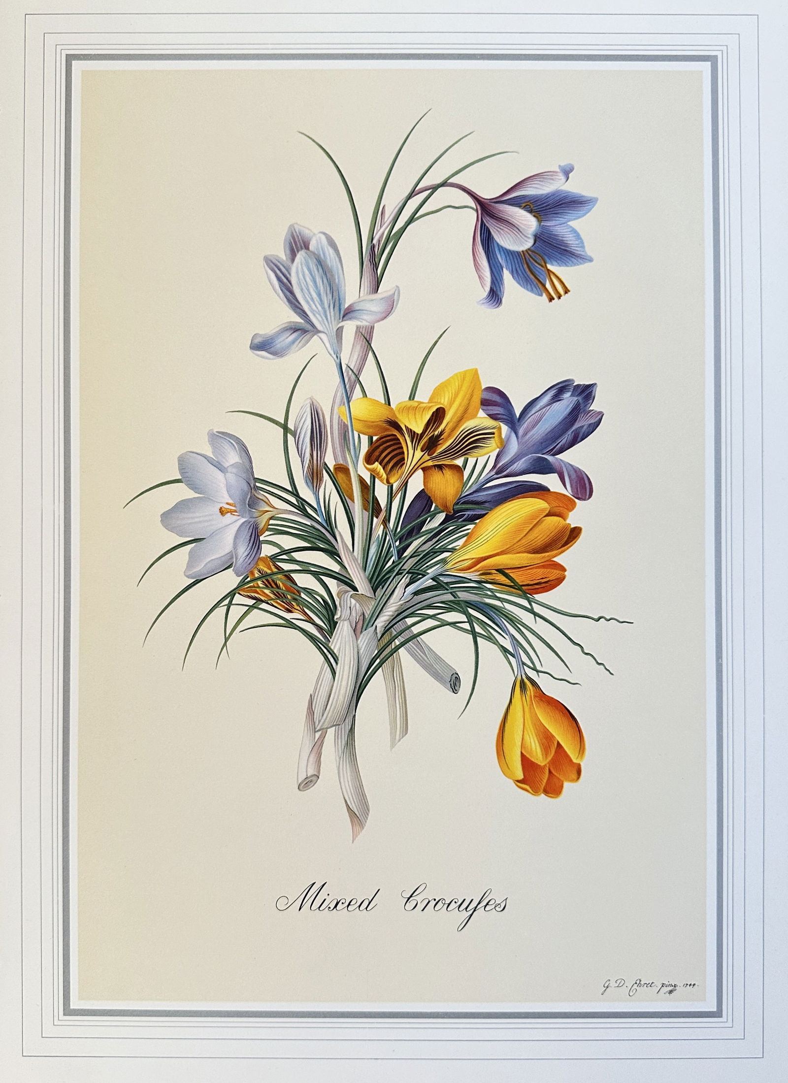 after Georg Dionysius Ehret (1708-1770) – Mixed Crocuses – offset lithograph (20th century) (1 of 3)