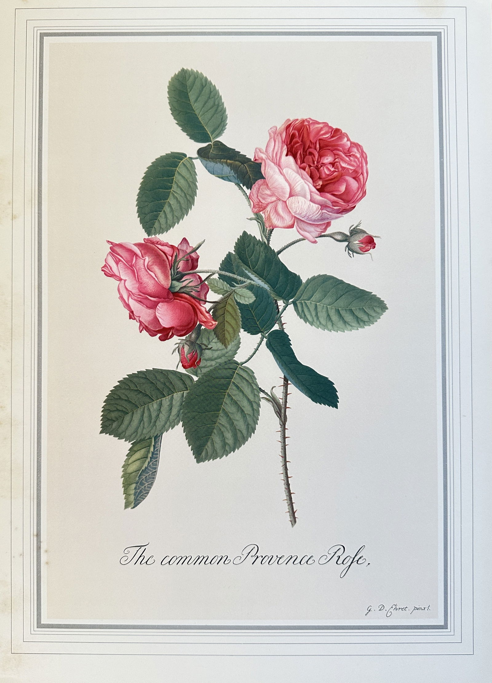 after Georg Dionysius Ehret (1708-1770) – The common Provence Rose – offset lithograph(20th (1 of 3)