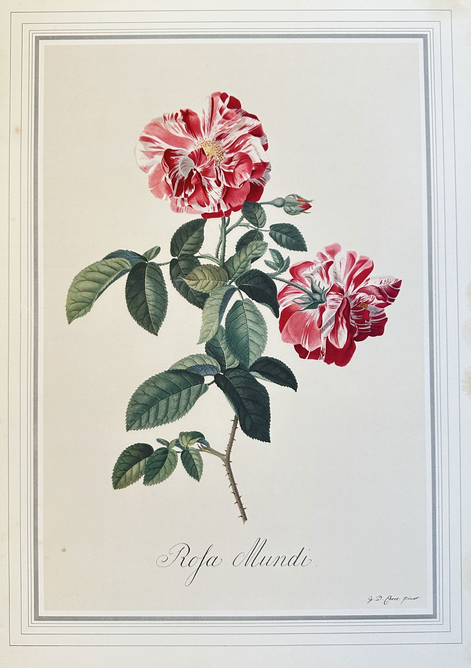 after Georg Dionysius Ehret (1708-1770) – Rosa Mundi – offset lithograph (20th century) (1 of 3)