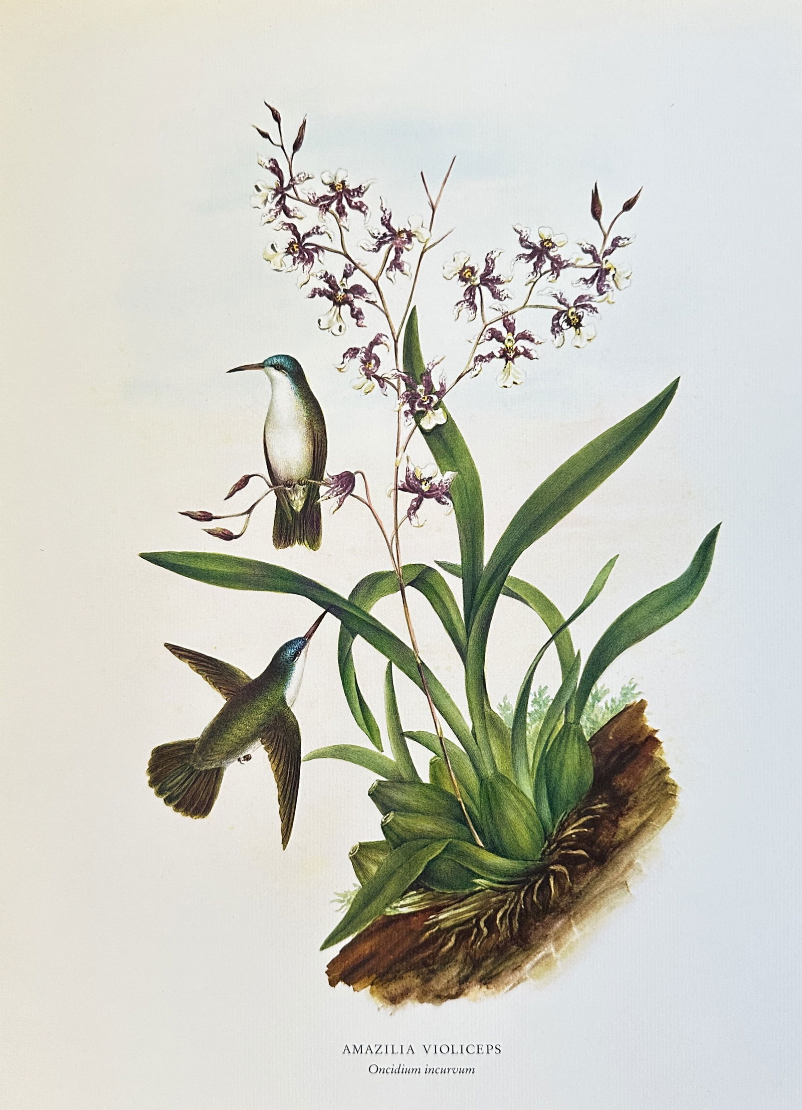 Rafael Montes de Oca – Amazilia Violiceps (Violet-crowned Hummingbird) – offset lithograph (1 of 3)