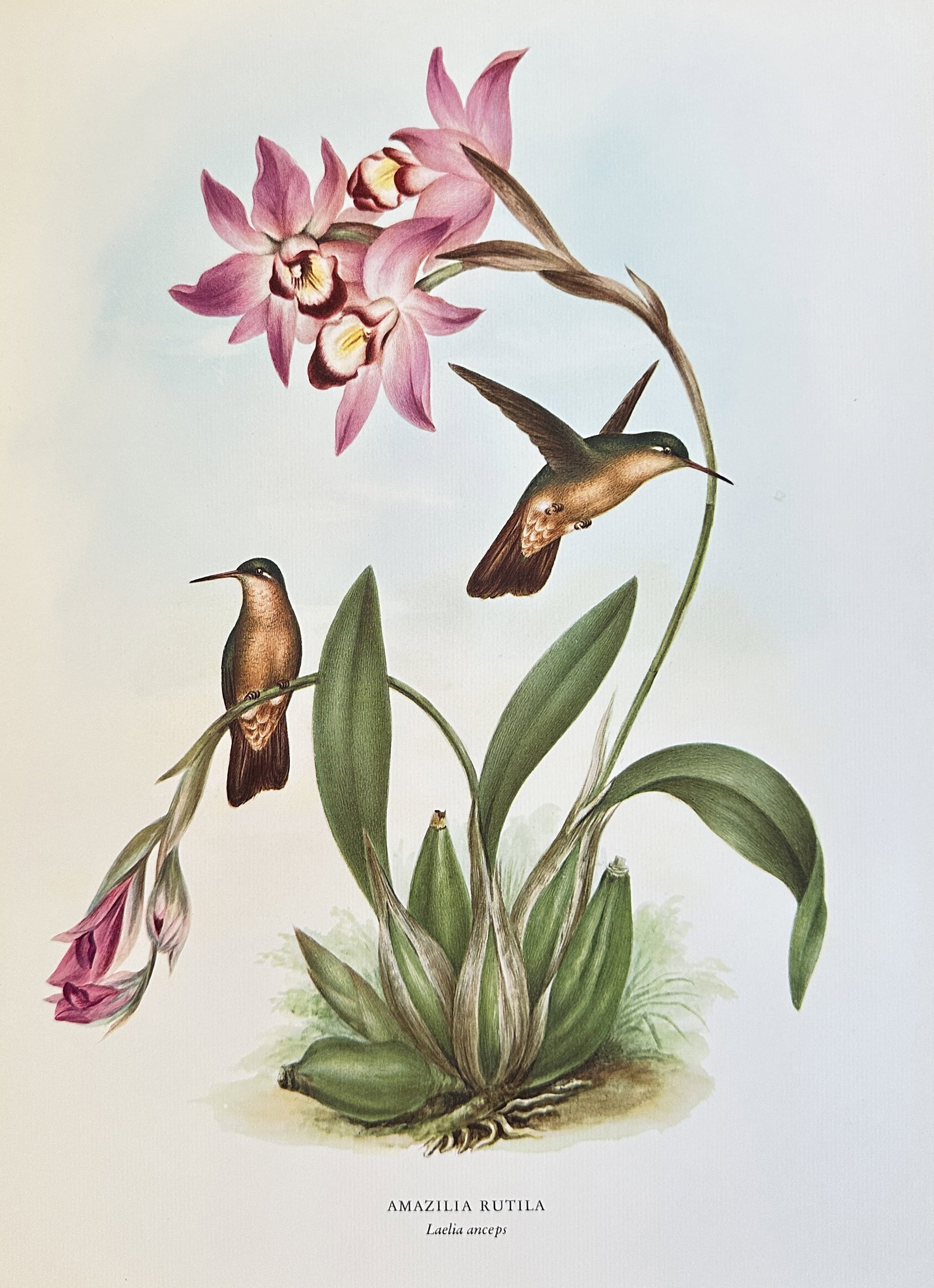 Rafael Montes de Oca (fl. 1890-1920) – Amazilia Rutila (Rufous-tailed Hummingbird) –: A chromolithograph based on an original illustration by the Mexican ornithologist and artist, depicting two Rufous-tailed Hummingbirds (Amazilia rutila) and a flowering orchid plant (Laelia anceps). R